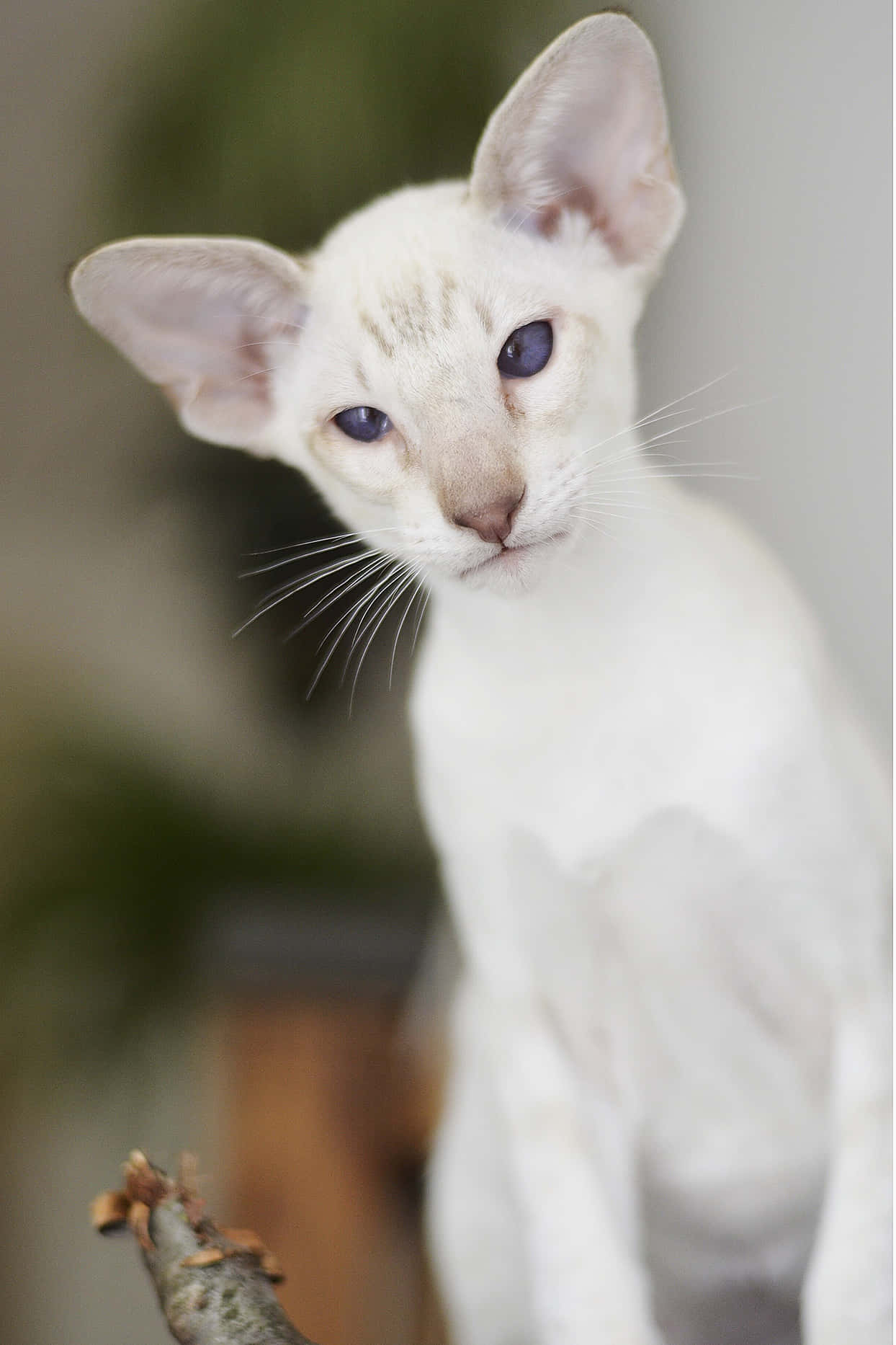 Oriental Shorthair, white, large ears, HD Phone Wallpaper