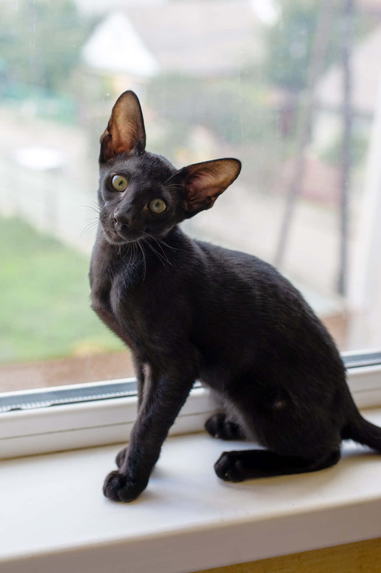 Oriental Shorthair, black, large ears, Full HD Phone Wallpaper