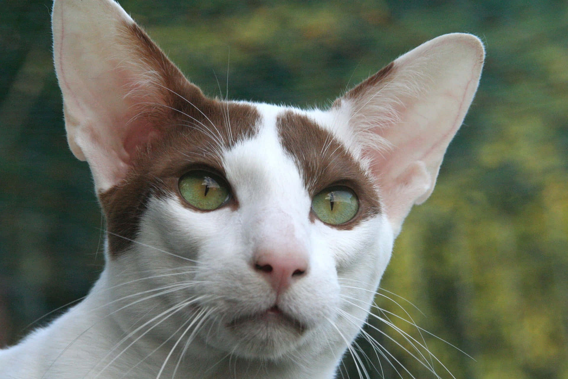 Oriental Shorthair, white and brown, striking green eyes, Full HD Desktop Wallpaper