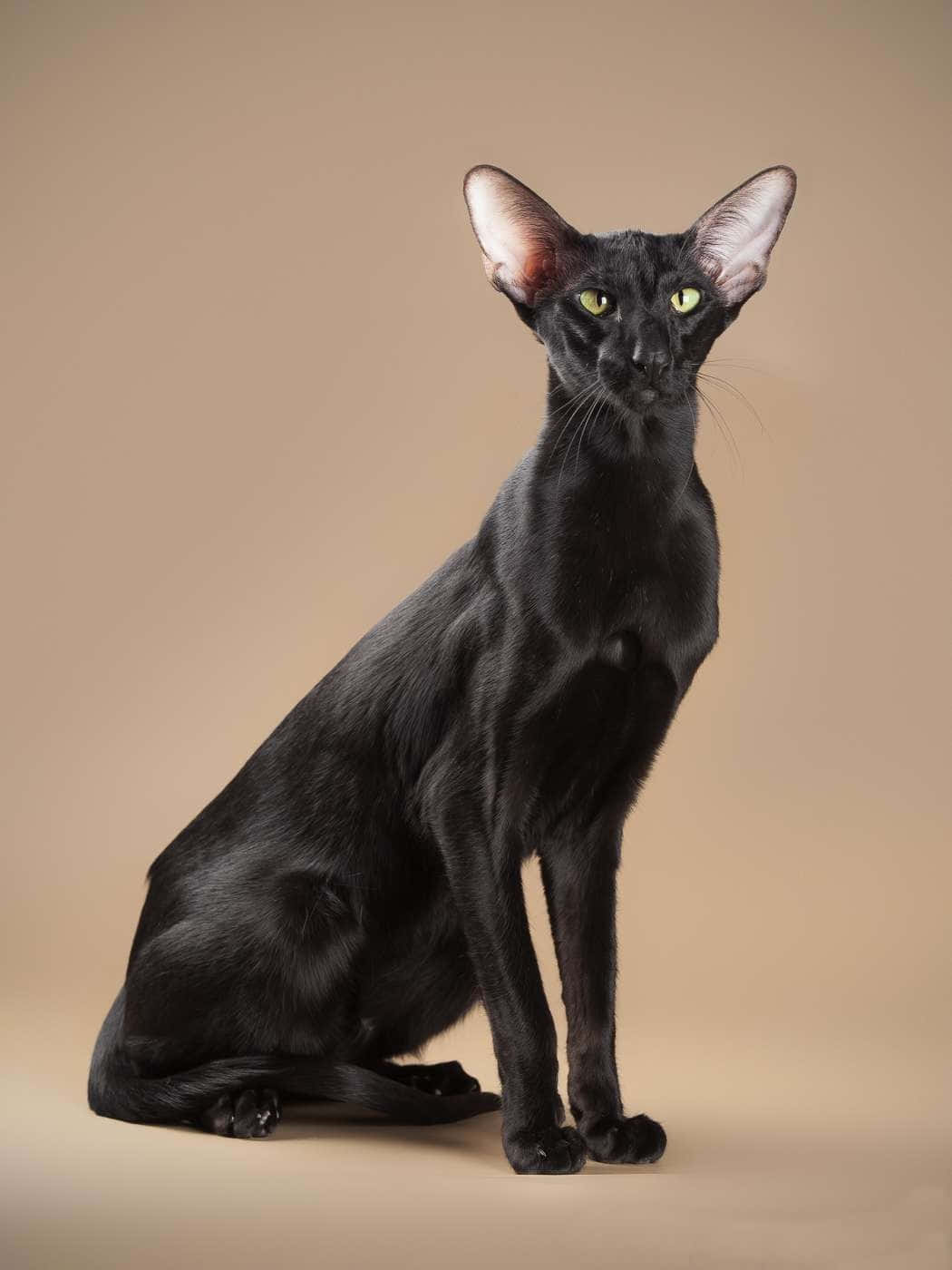 Oriental Shorthair, black, green eyes, HD Phone Wallpaper