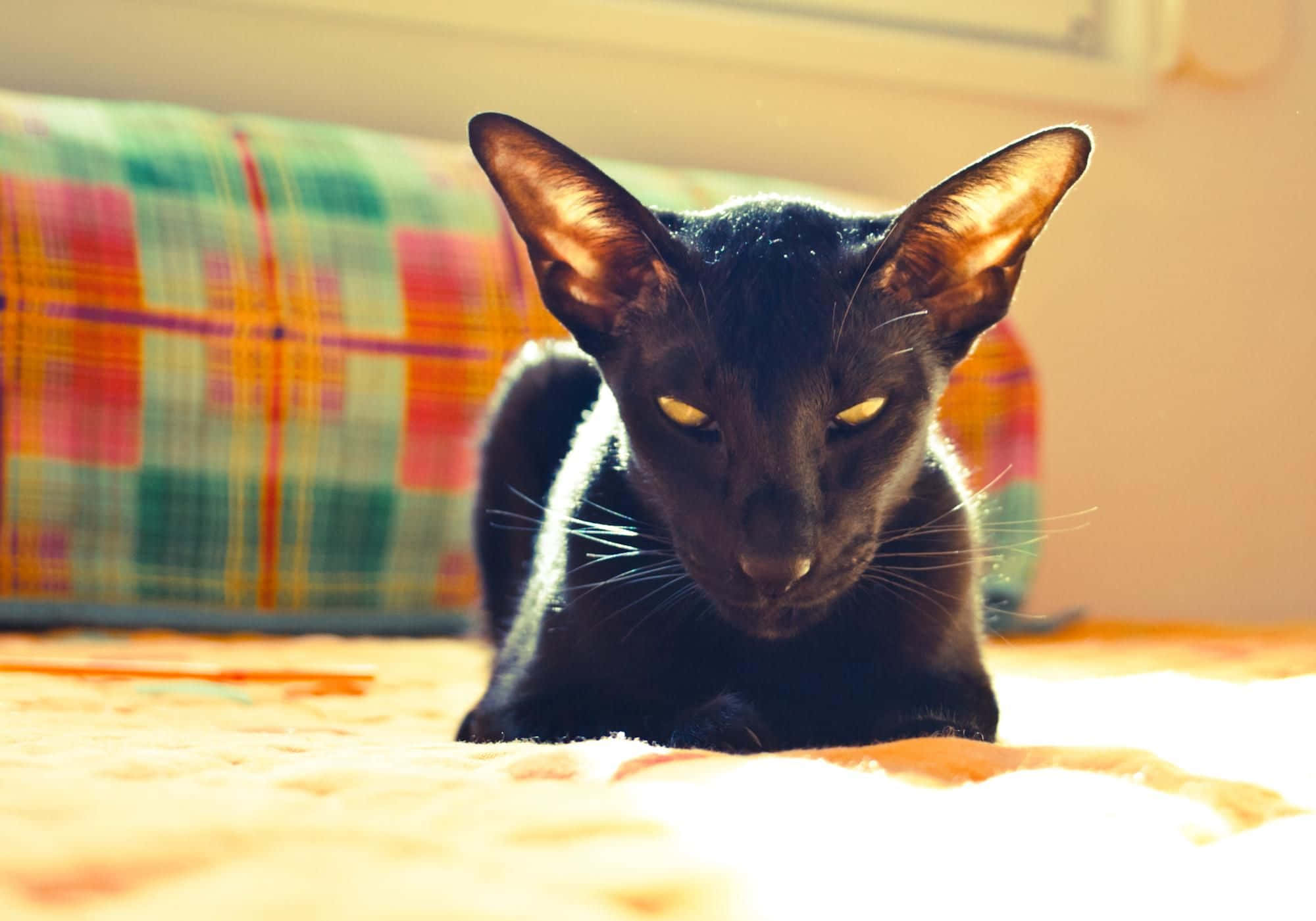 Oriental Shorthair, sleek black cat, glowing amber eyes, Full HD Desktop Wallpaper
