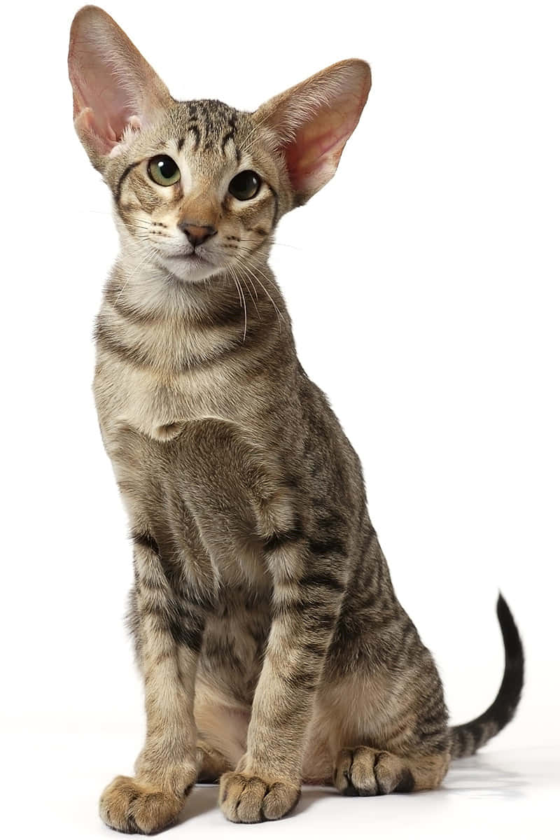 Oriental Shorthair, tabby, green eyes, SD Phone Wallpaper