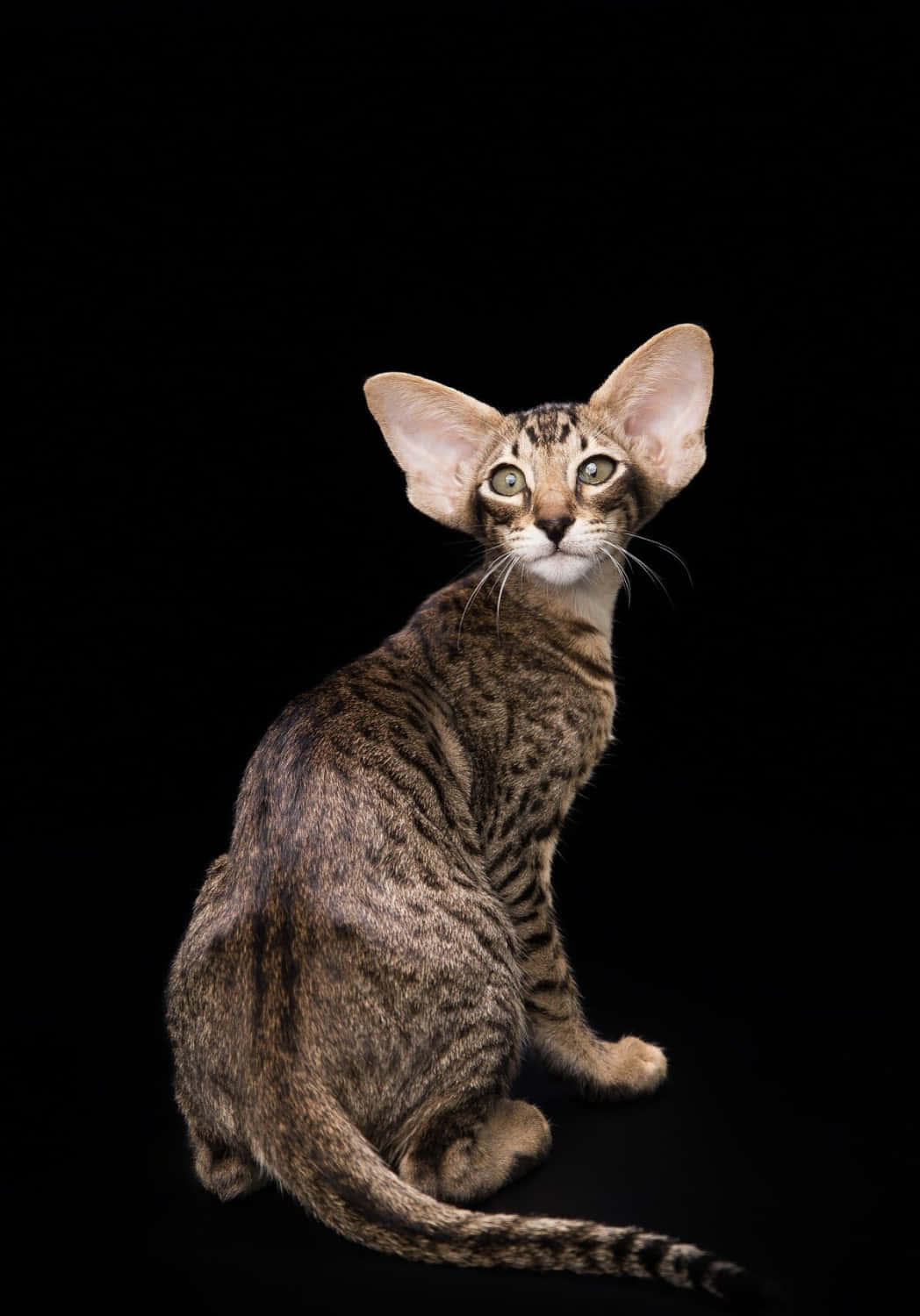 Oriental Shorthair, sleek spotted cat, large ears, HD Phone Wallpaper