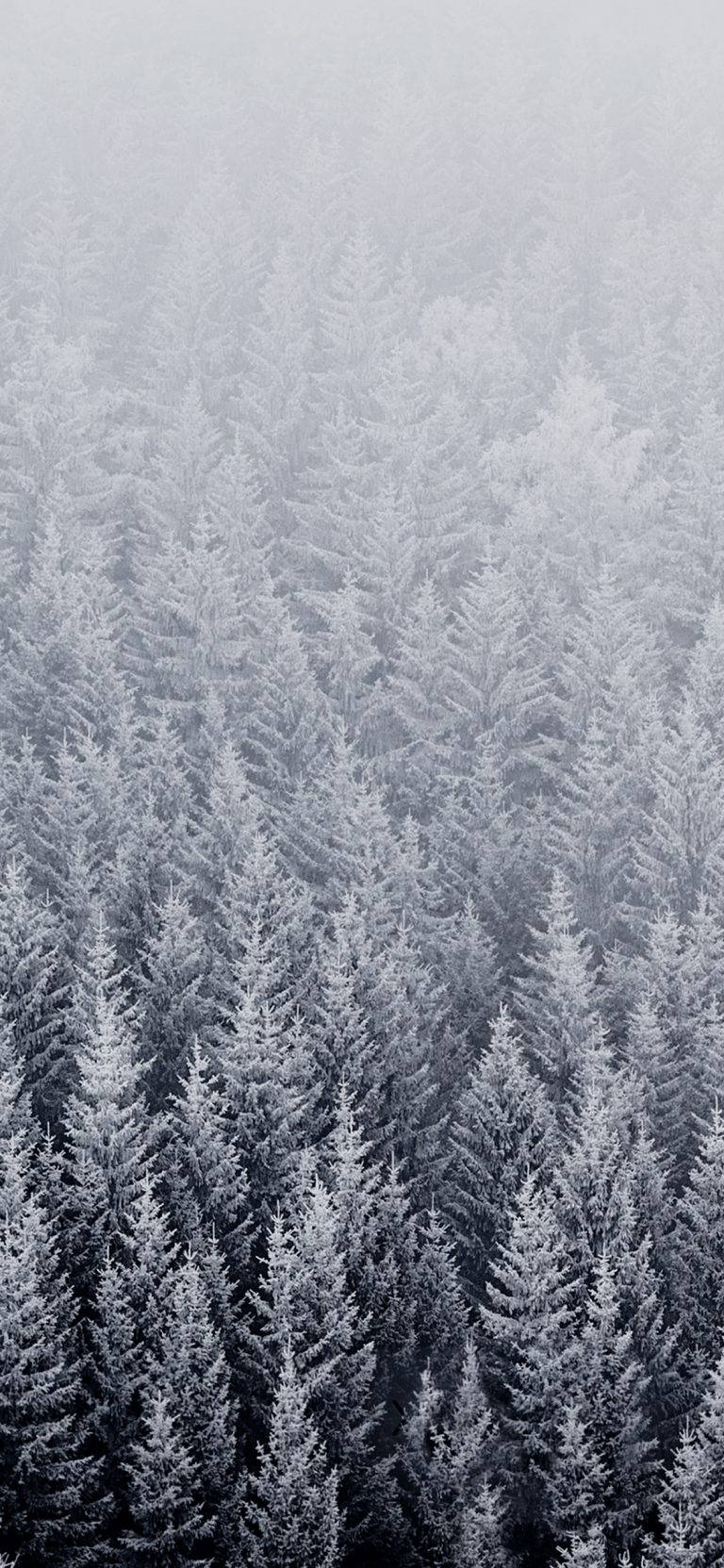 Original iPhone 4, snowy forest, evergreen trees, HD Phone Wallpaper