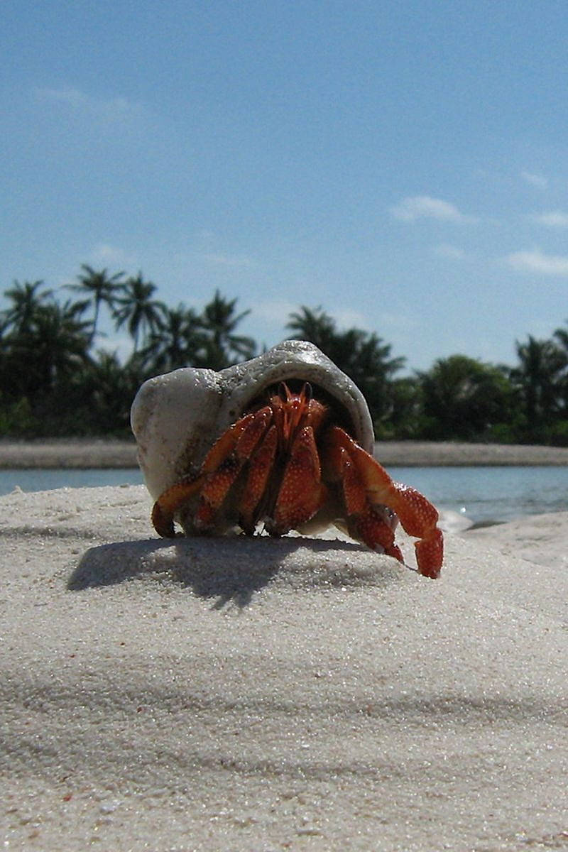 crab, white sand, Original iPhone 4, SD Phone Wallpaper