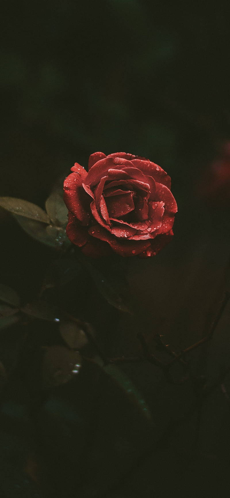 Original iPhone 4, deep red rose, dewdrops, HD Phone Wallpaper