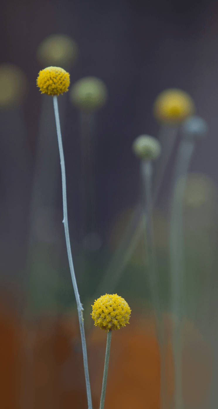 Pycnosorus Globosus, globe flowers, slender stems, HD Phone Wallpaper