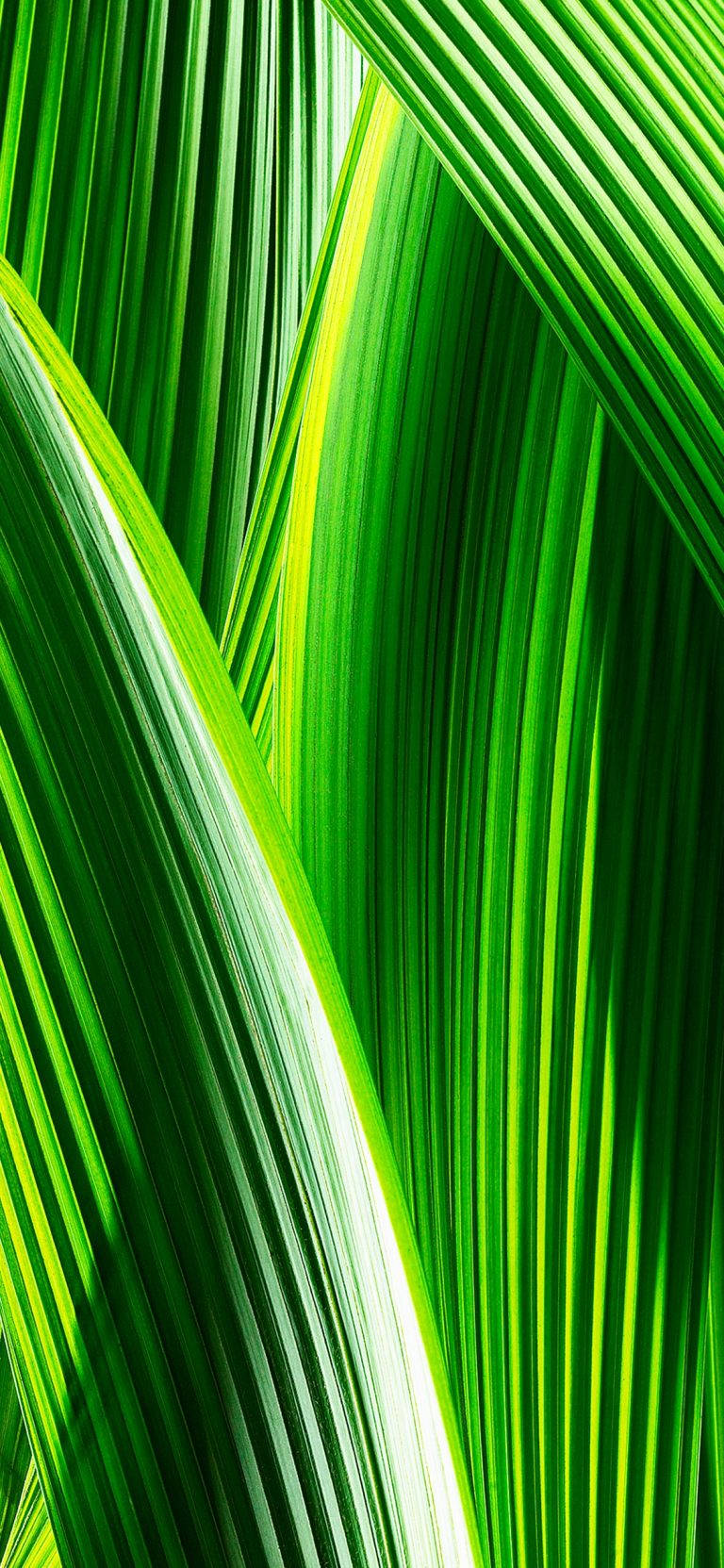 Original iPhone 4, vibrant green, palm fronds, HD Phone Wallpaper
