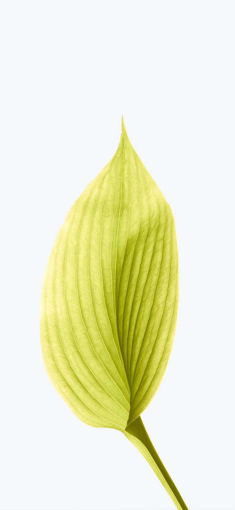 Original iPhone 4, pale green leaf, prominent veins, HD Phone Wallpaper