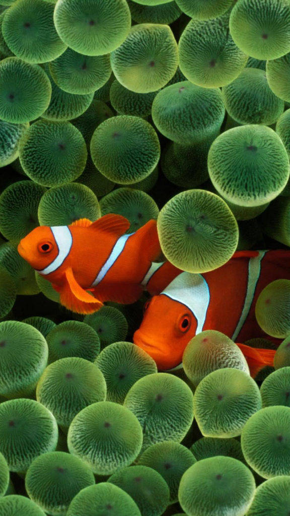Original iPhone, clown fish, orange, SD Phone Wallpaper