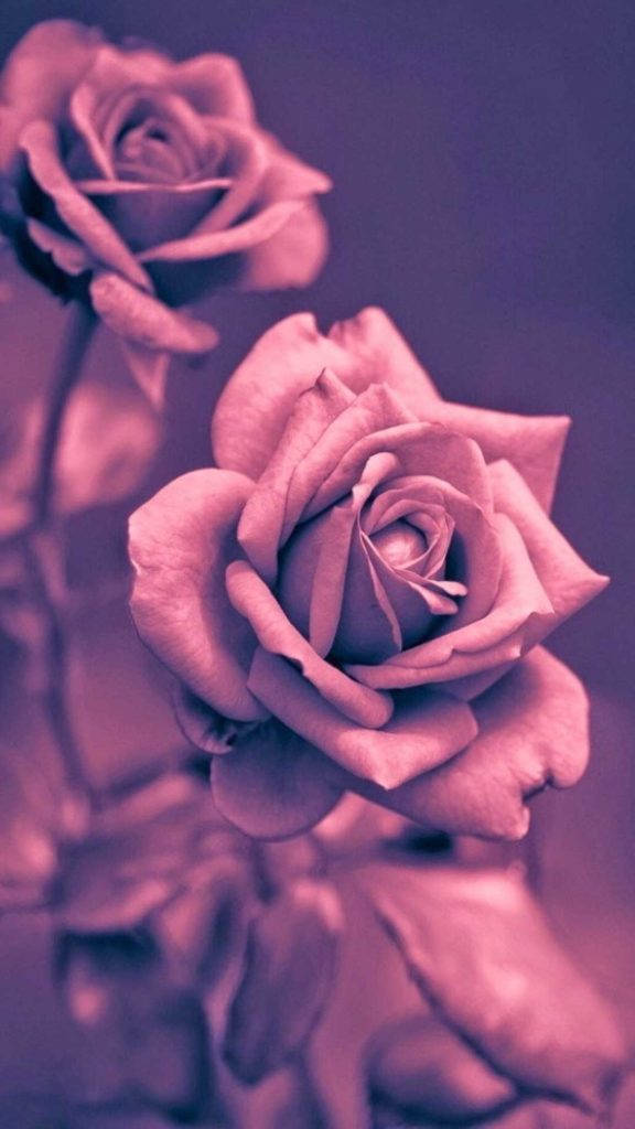 Original iPhone, pink roses, soft purple hues, SD Phone Wallpaper