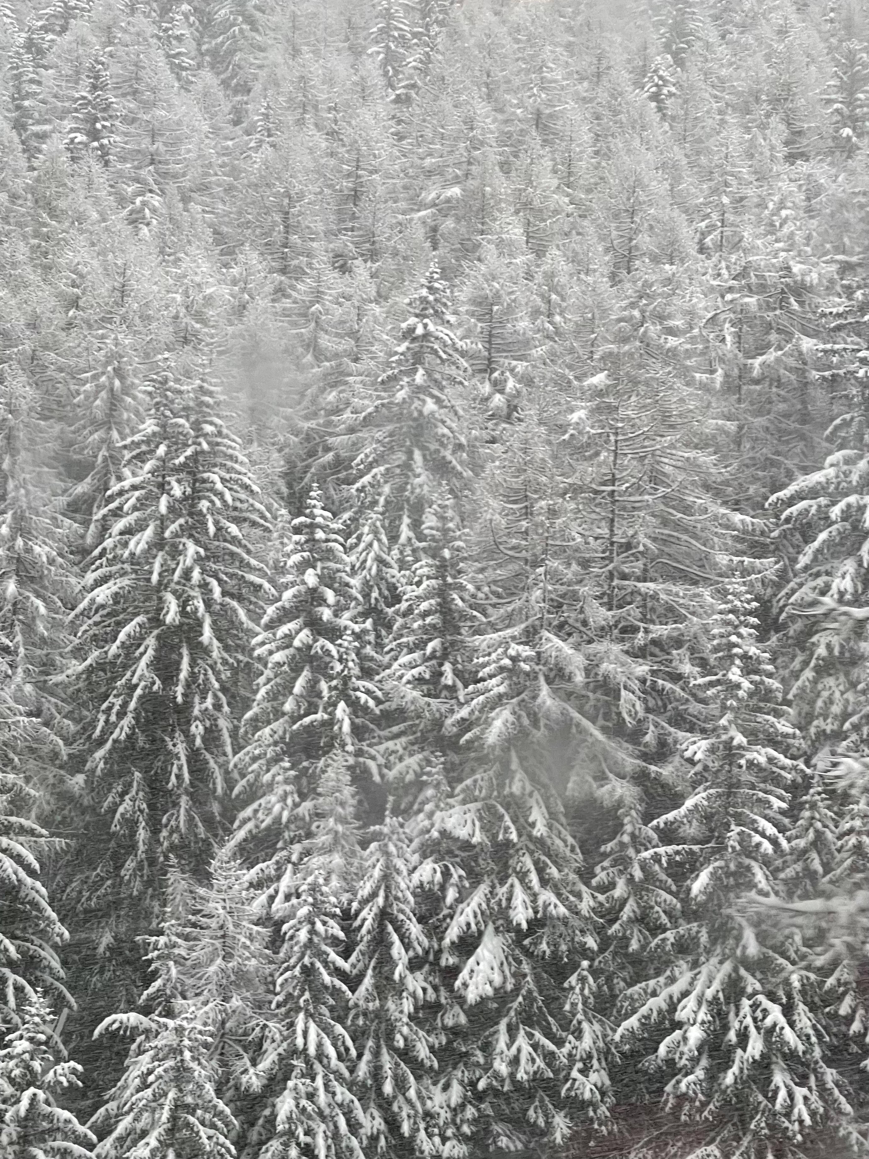 Original iPhone, pine trees, dense evergreen forest, 2K Phone Wallpaper