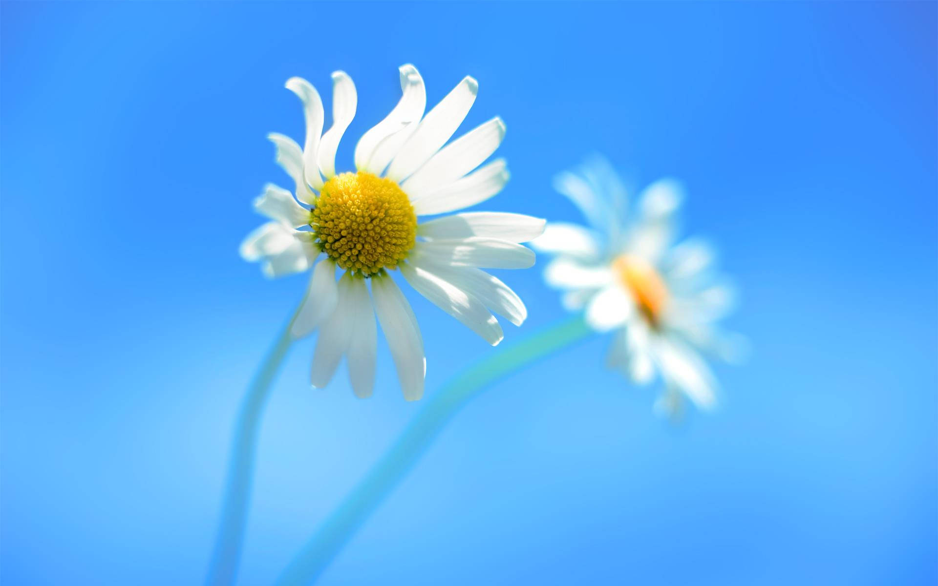 Original Windows, two daisies, white petals, Full HD Desktop Wallpaper