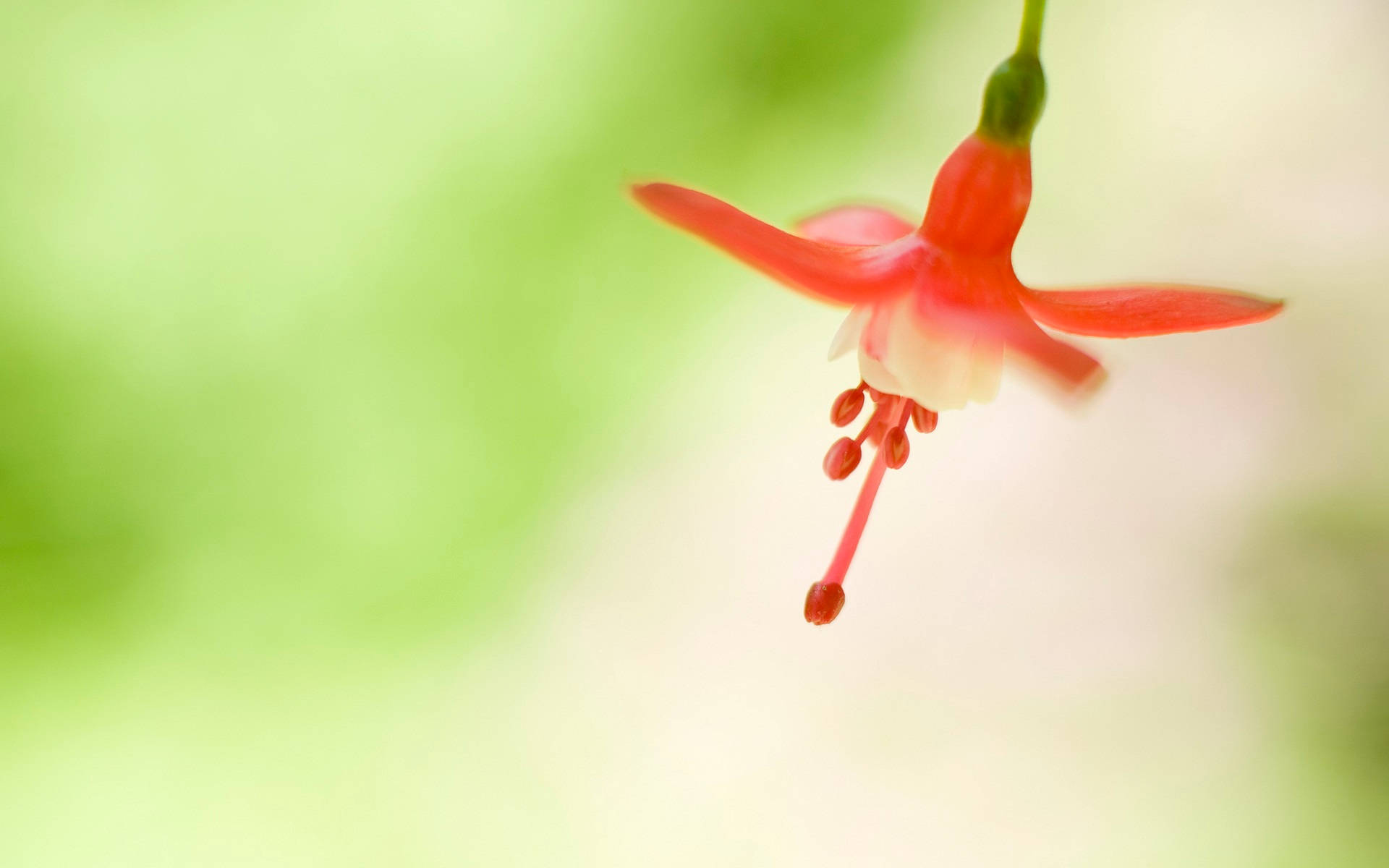 Original Windows, flower blossom, red fuchsia, Full HD Desktop Wallpaper