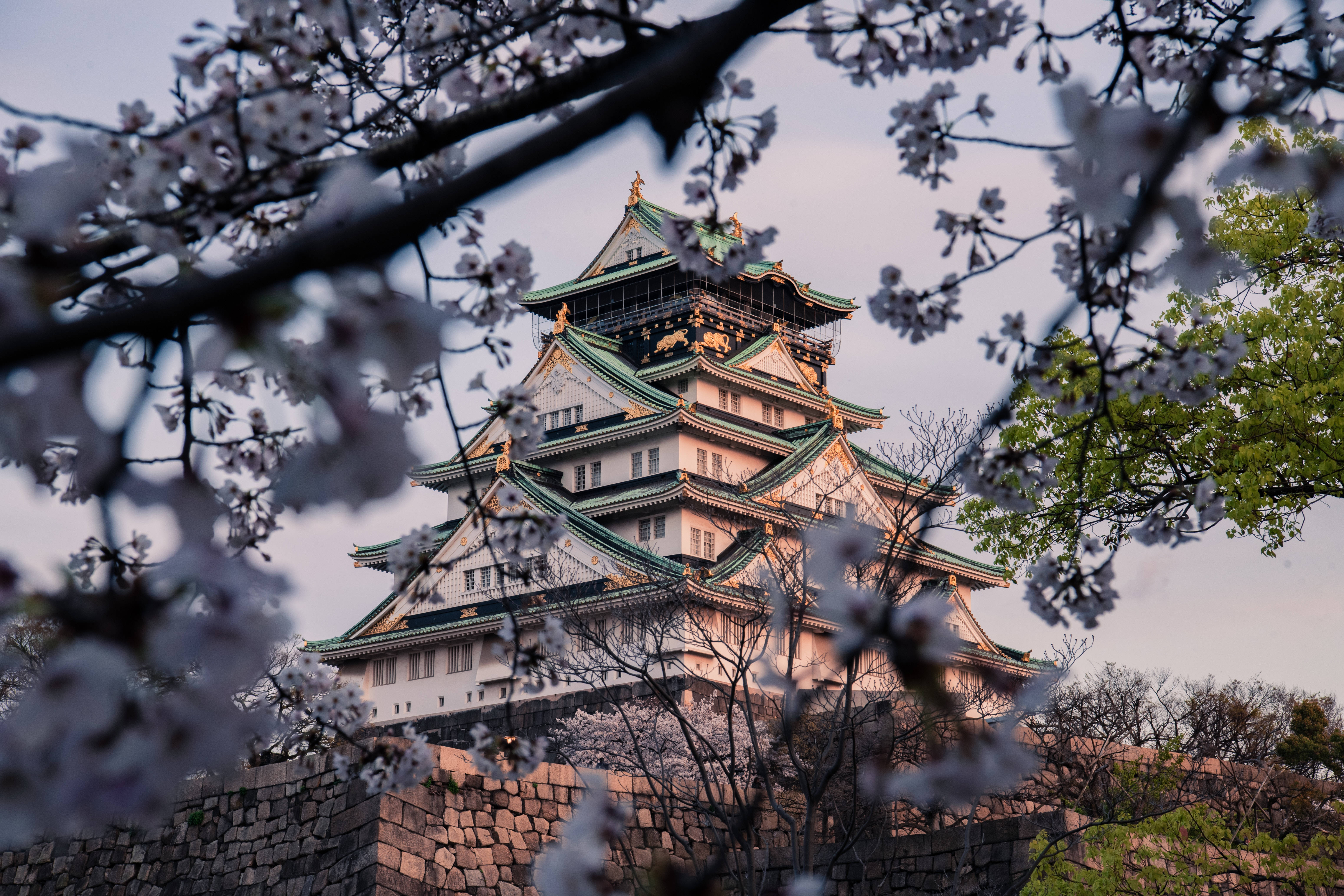 Osaka Castle, sakura season, cherry blossoms, 5K Desktop Wallpaper