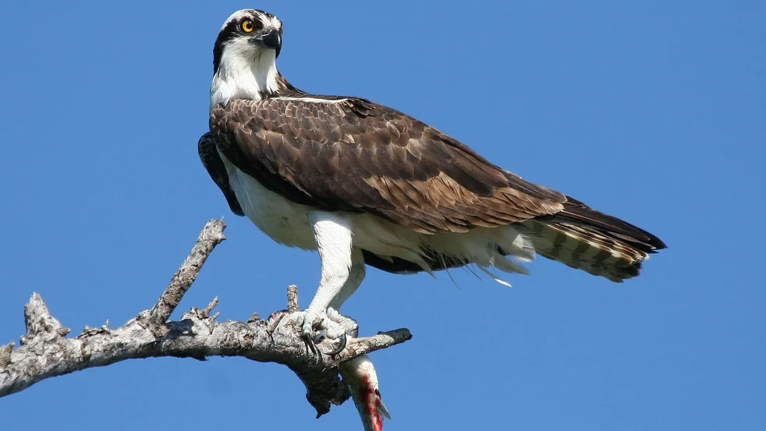Osprey