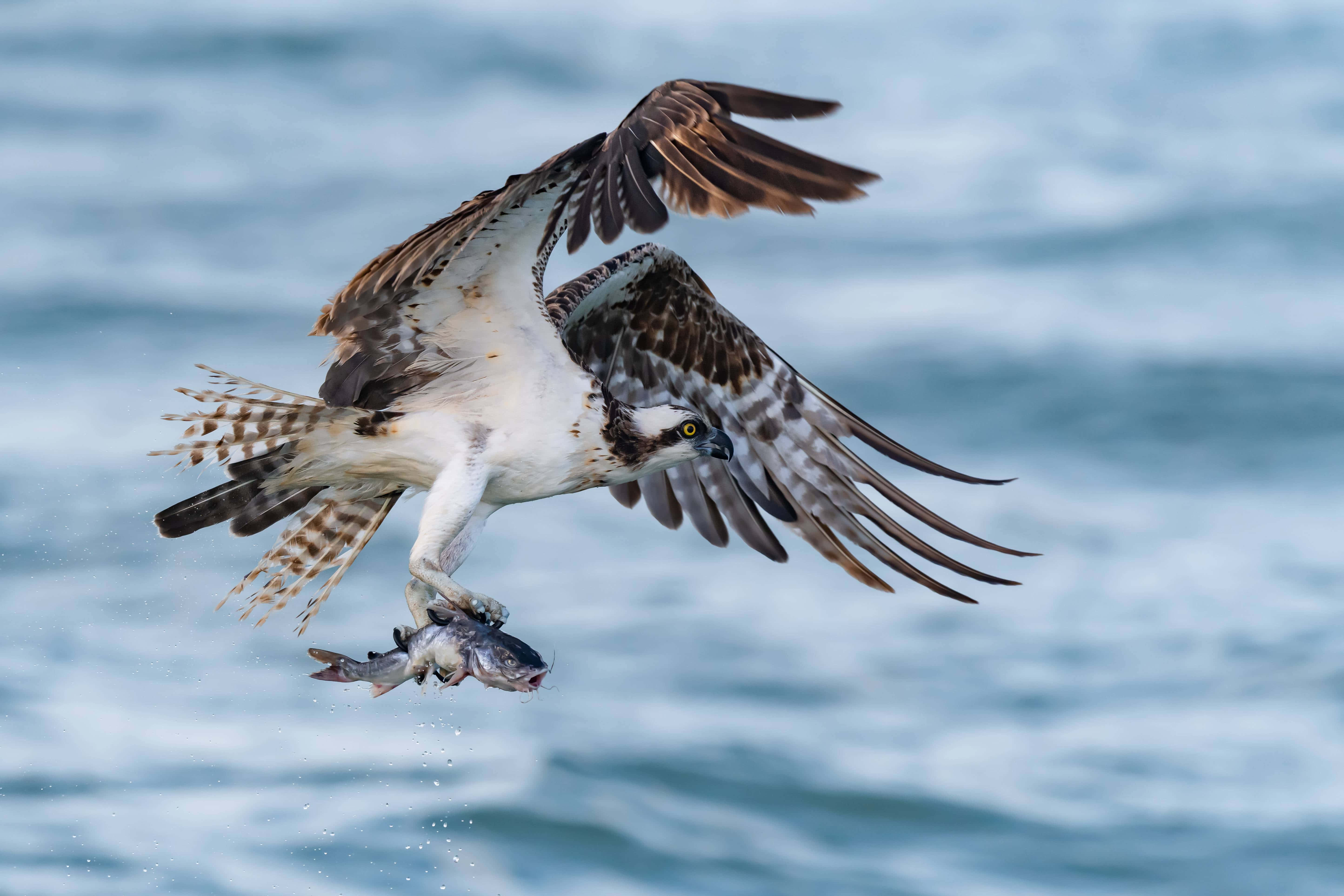 osprey, choppy blue water, fish, 5K Desktop Wallpaper