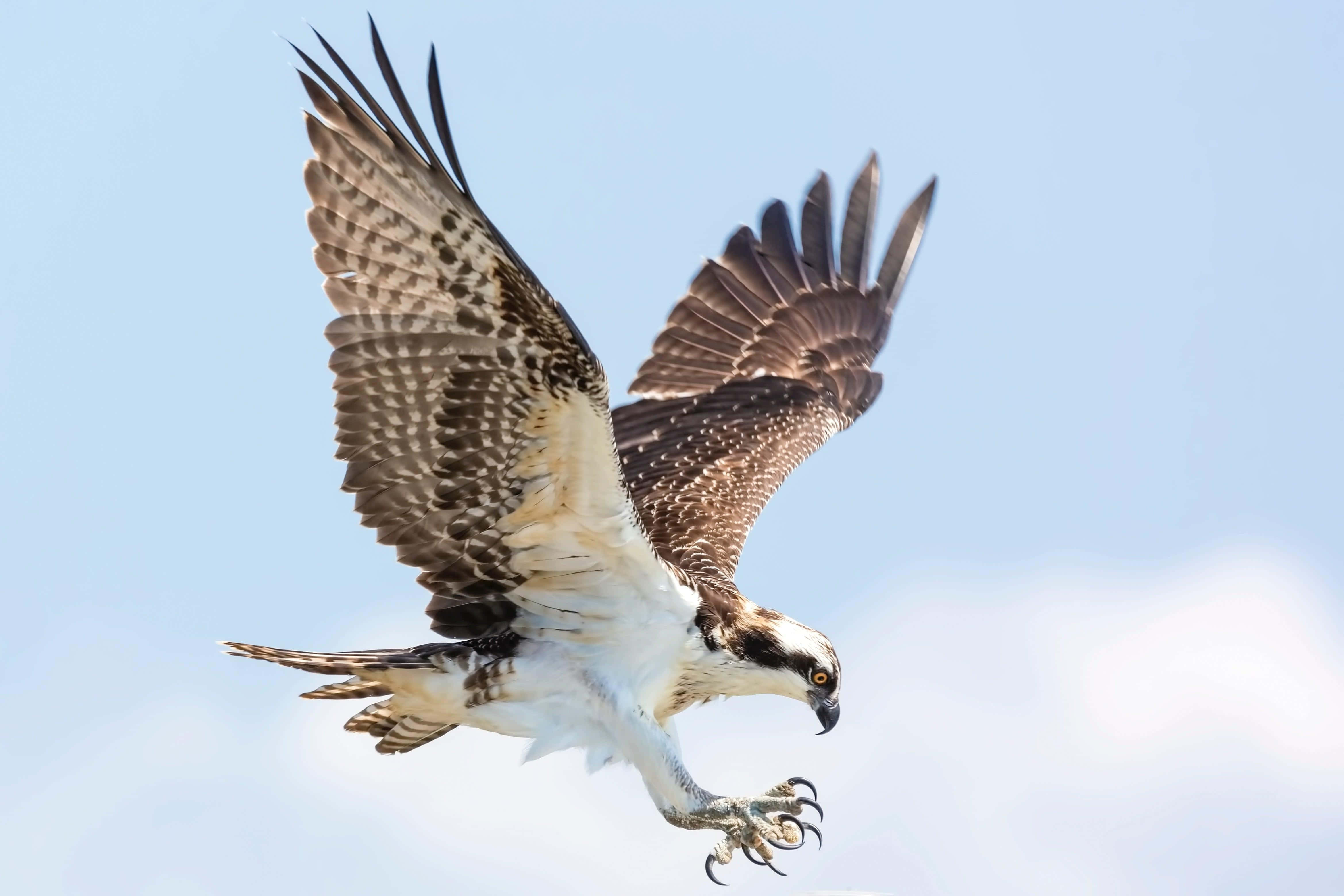 osprey, wings spread wide, clear blue sky, 4K Desktop Wallpaper
