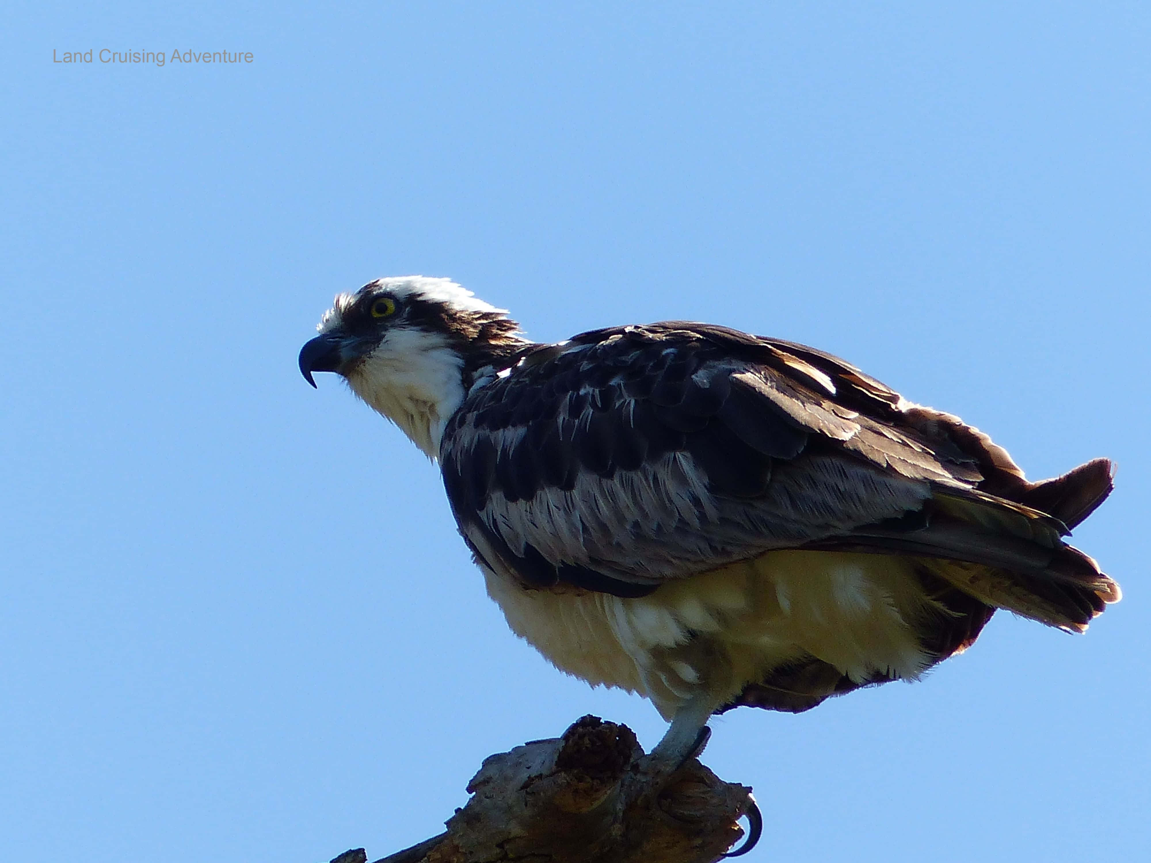osprey, weathered branch, clear blue sky, 4K Desktop Wallpaper