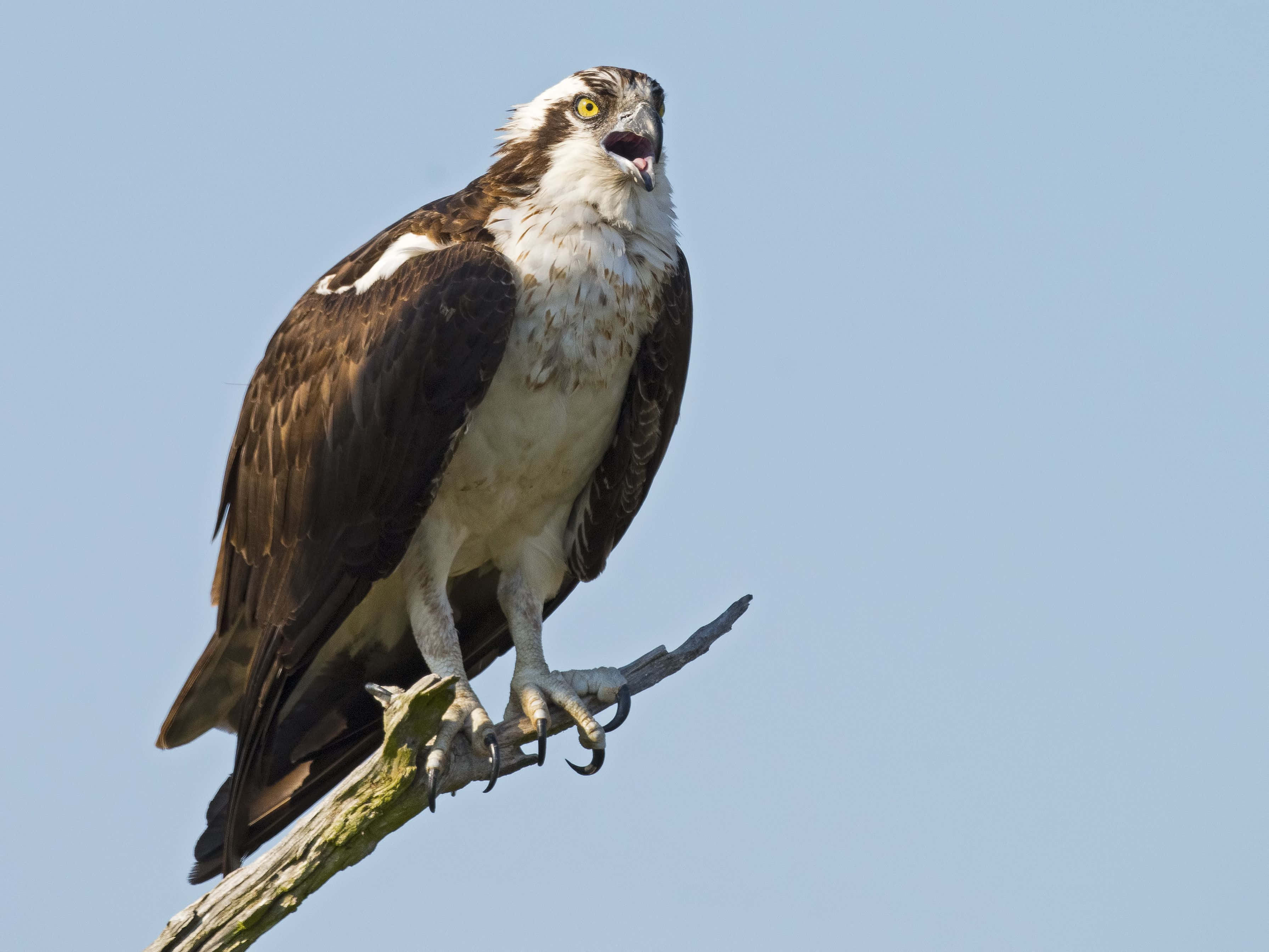 Osprey, weathered branch, clear blue sky, 2K Desktop Wallpaper