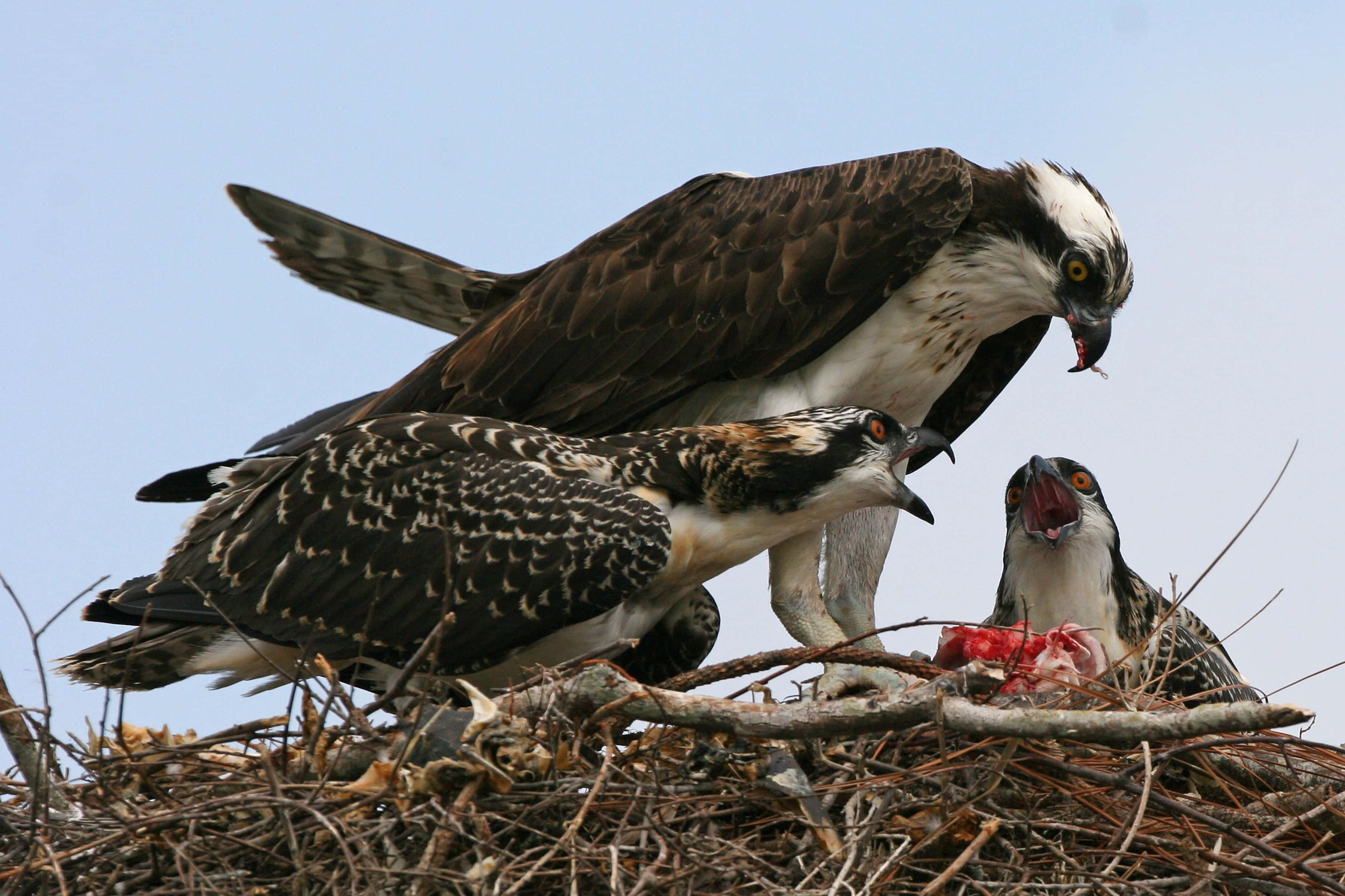 Osprey, family feeding time, raw fish, 2K Desktop Wallpaper