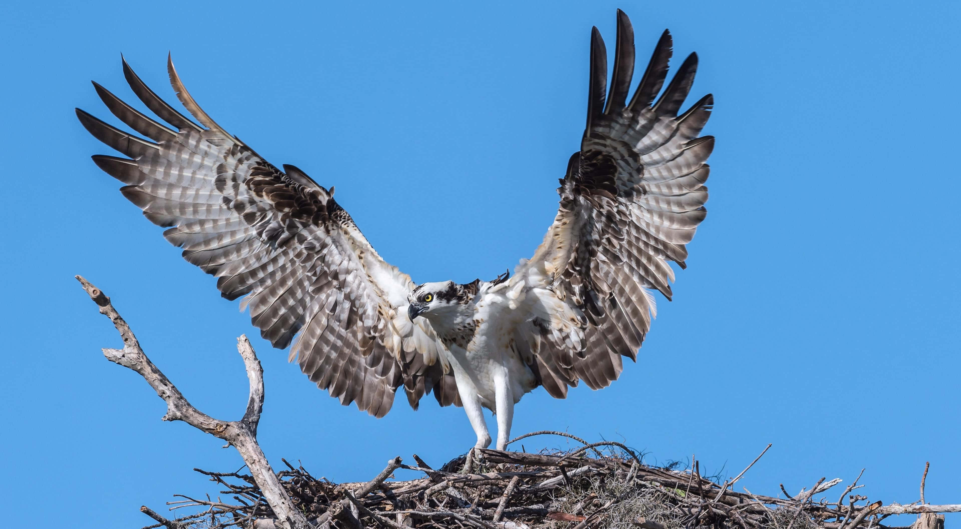 osprey, weathered nest, clear blue sky, 4K Desktop Wallpaper