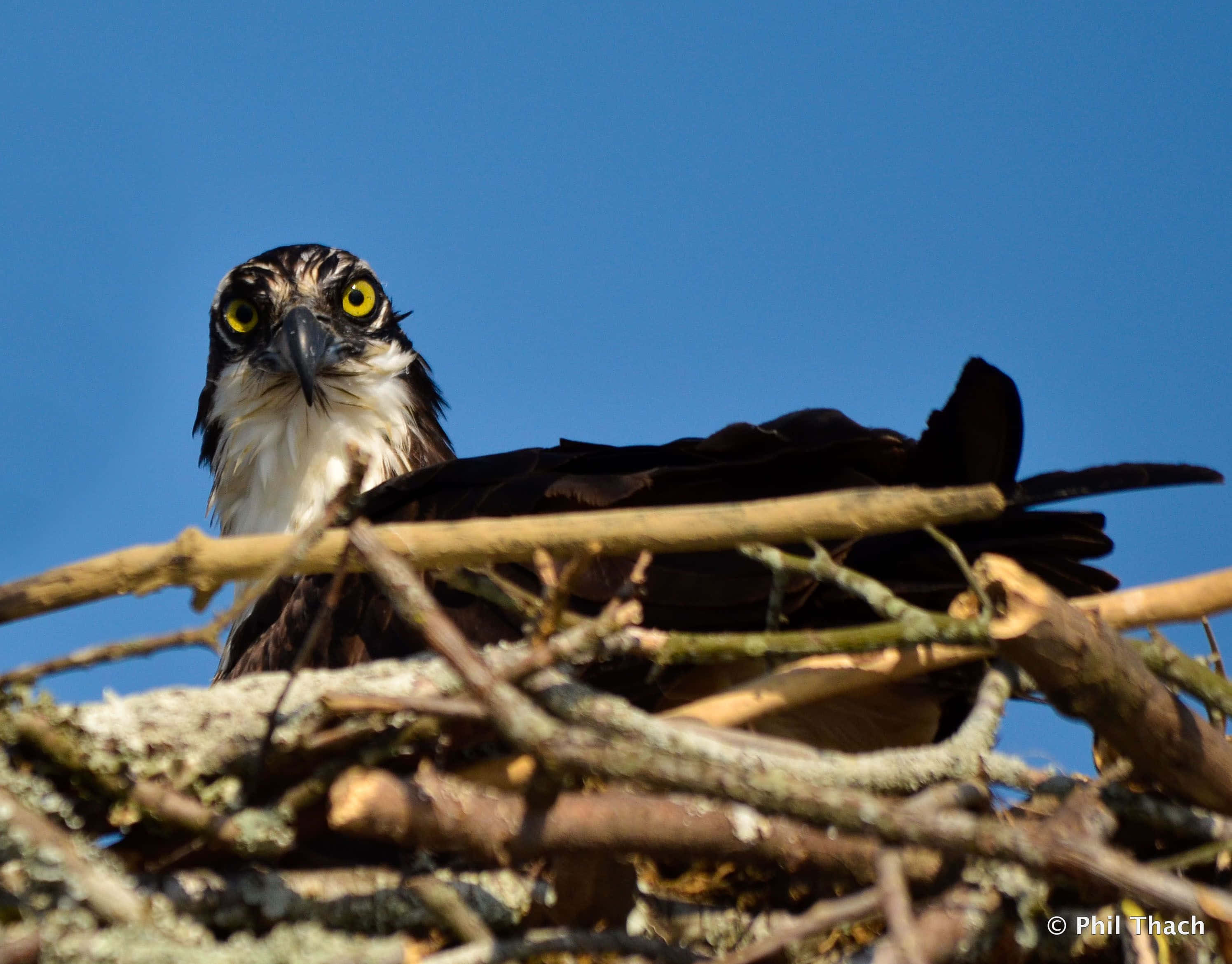 Osprey, twig nest, clear blue sky, 2K Desktop Wallpaper