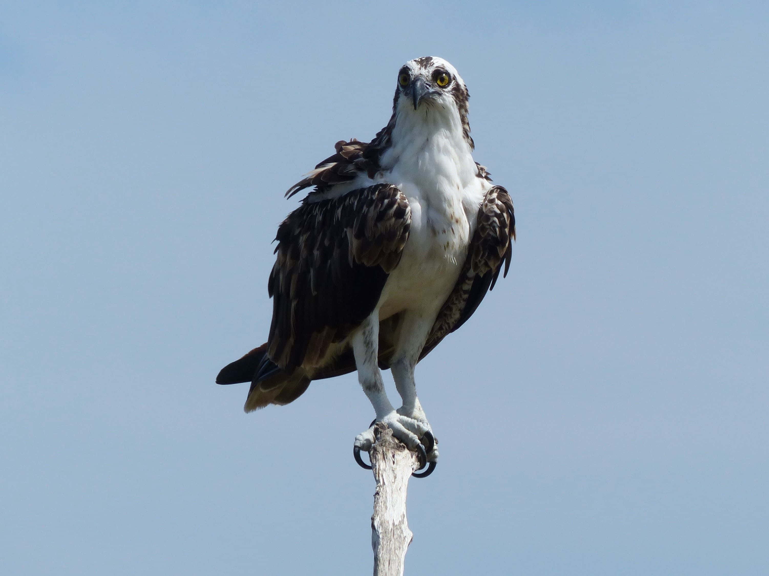osprey, weathered wooden post, clear blue sky, 2K Desktop Wallpaper