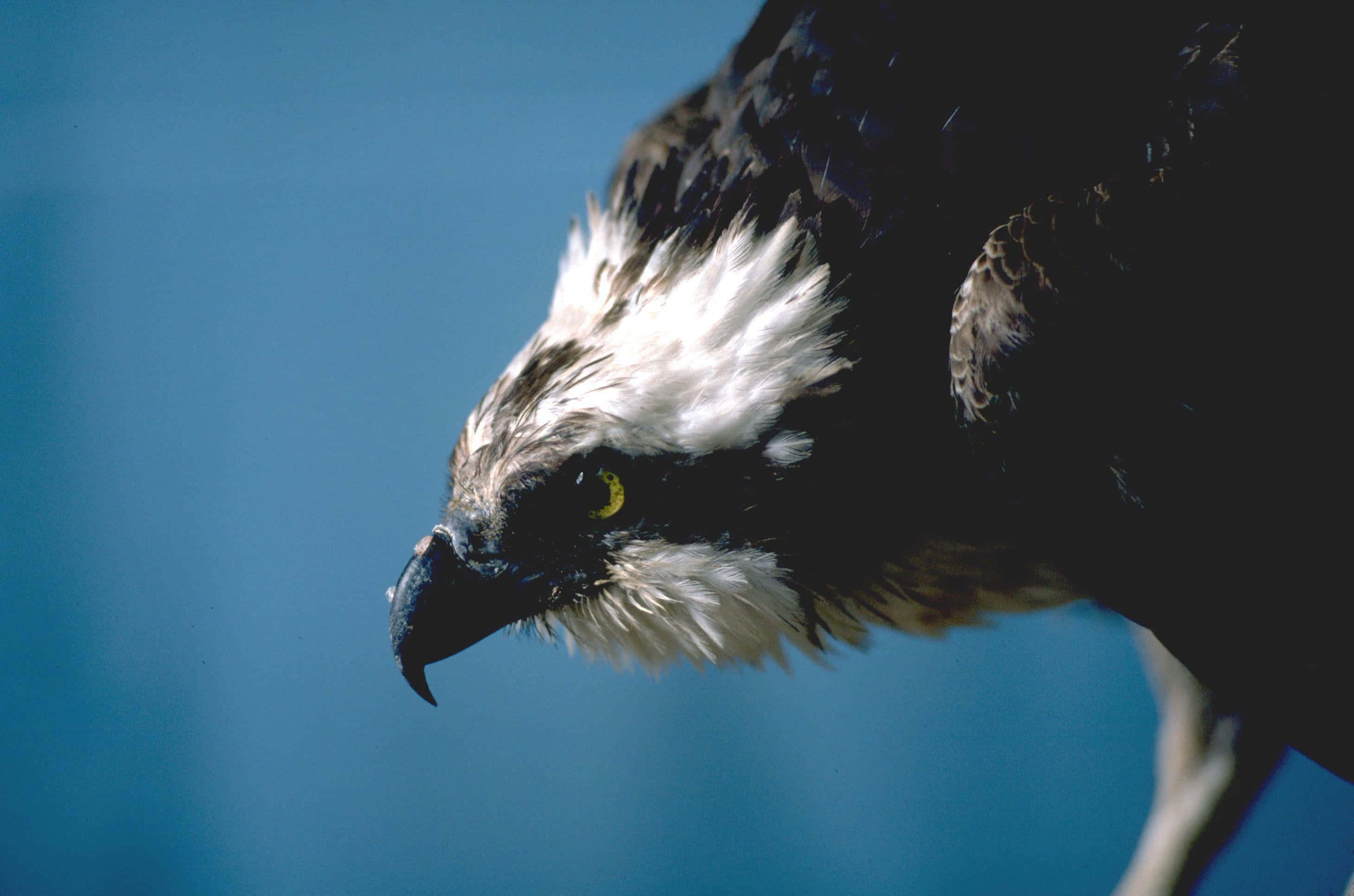 Osprey, intense gaze, yellow eyes, 2K Desktop Wallpaper