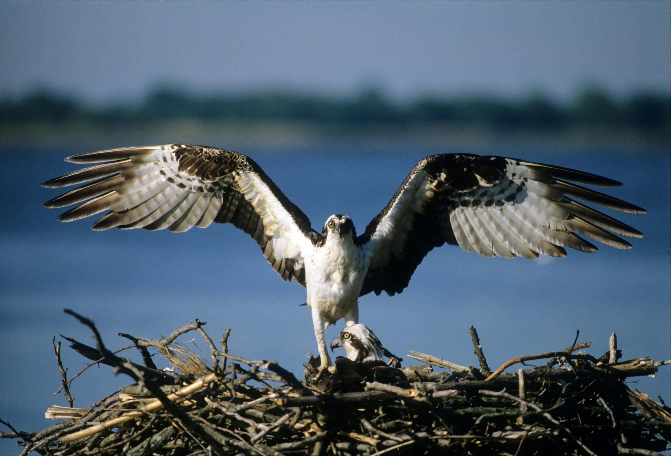 Osprey, spreading wings, twig nest, 2K Desktop Wallpaper