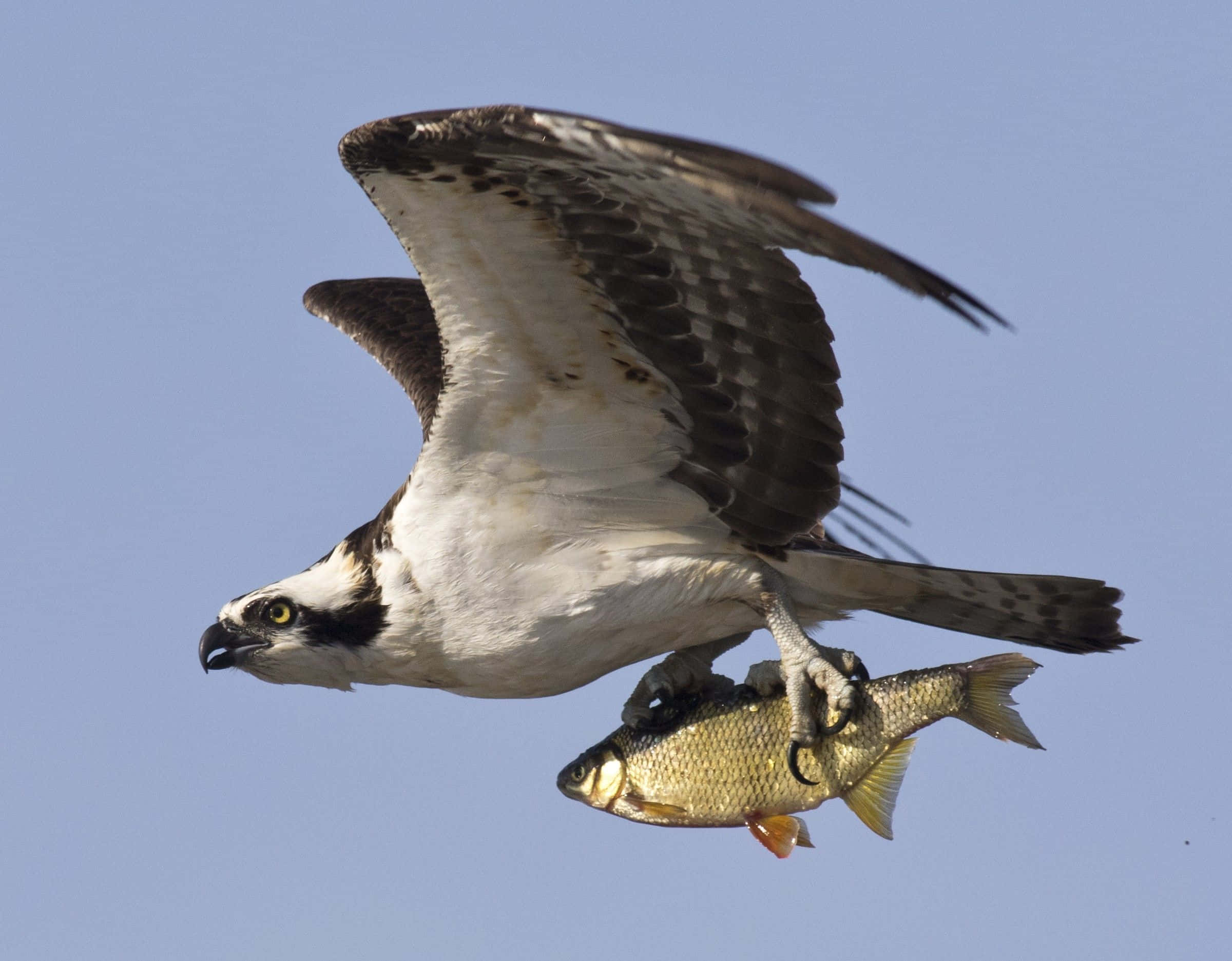 Osprey, clear blue sky, silvery fish, Full HD Desktop Wallpaper
