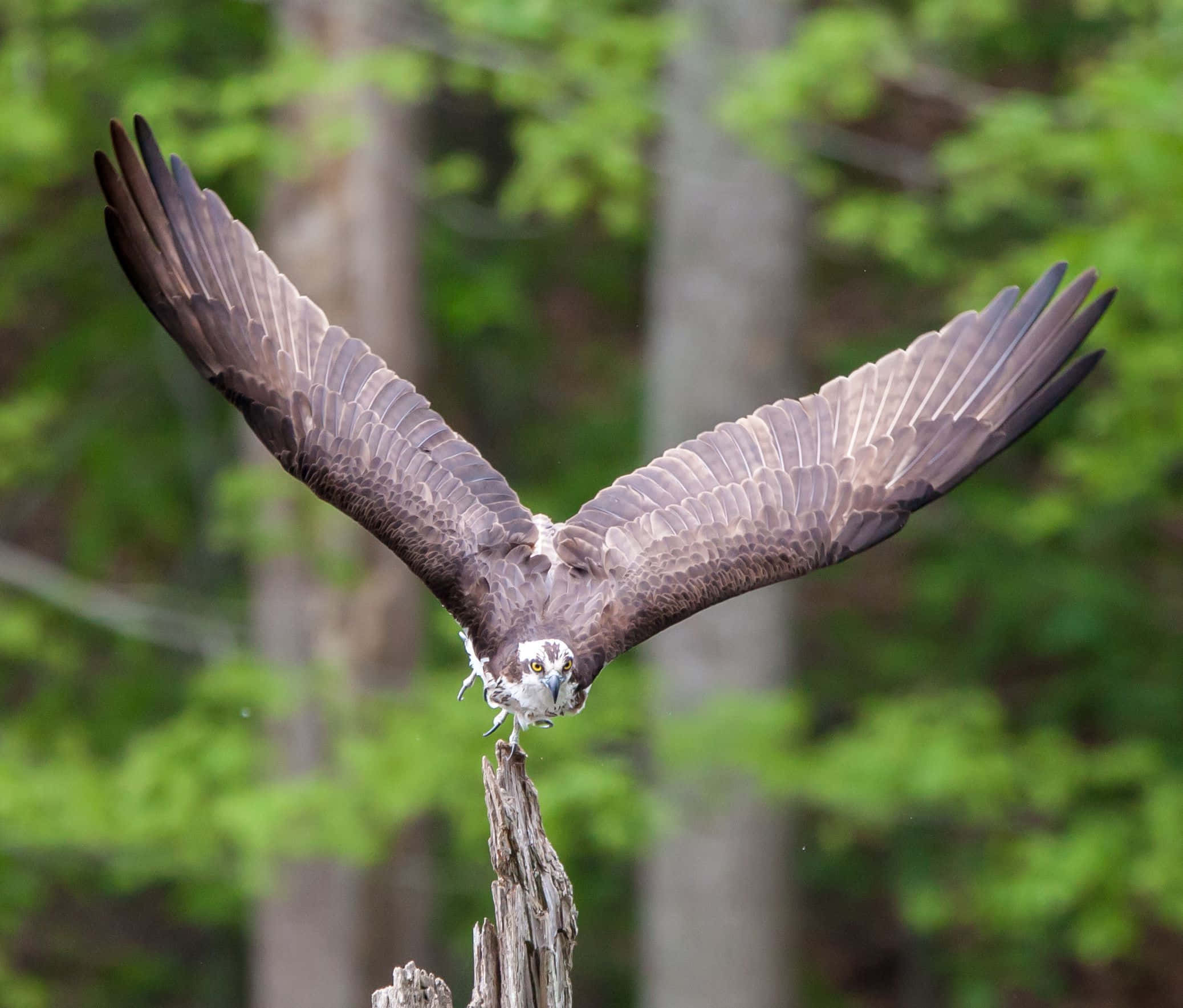 osprey, brown wings, weathered tree stump, Full HD Desktop Wallpaper