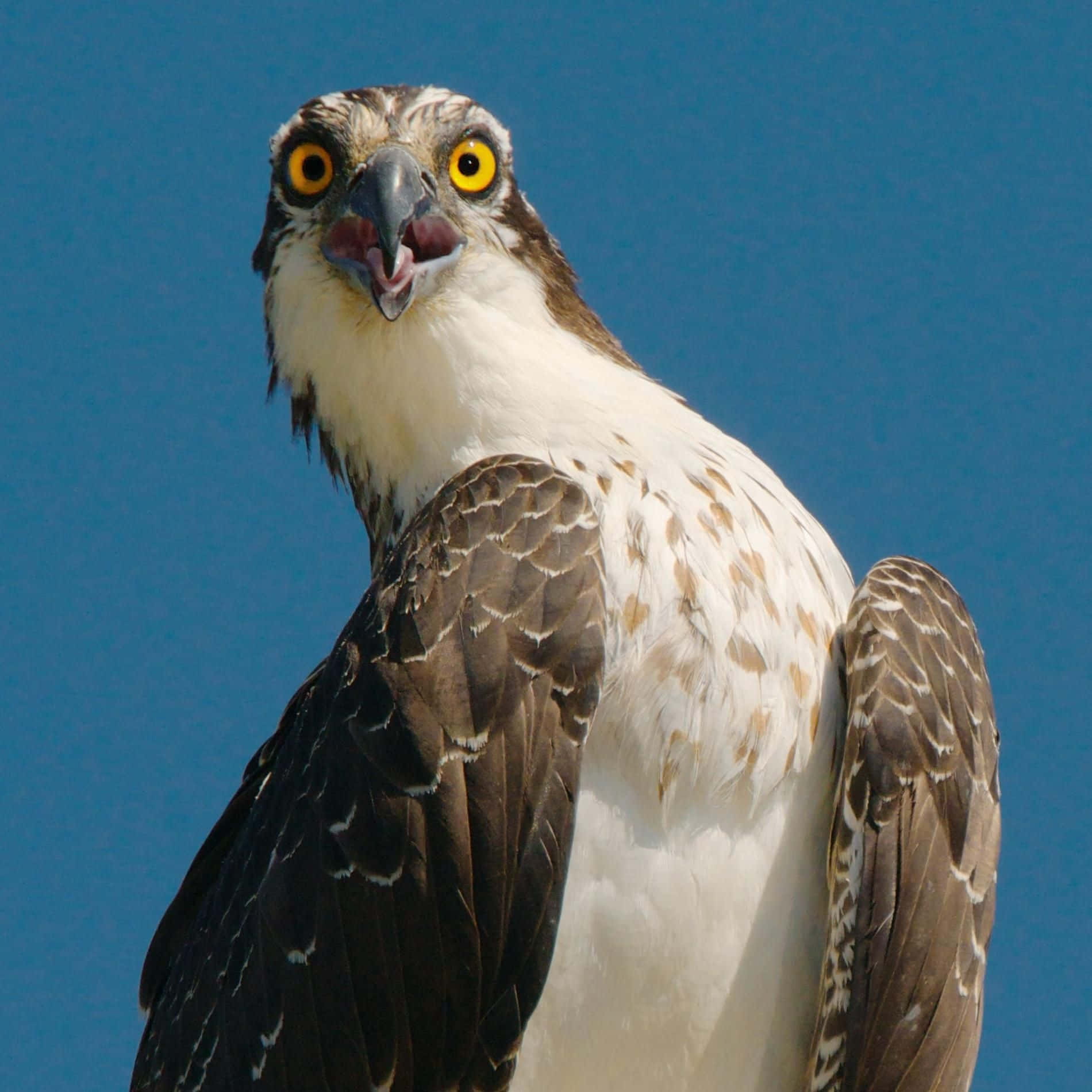 osprey, piercing yellow eyes, open beak, HD Desktop Wallpaper