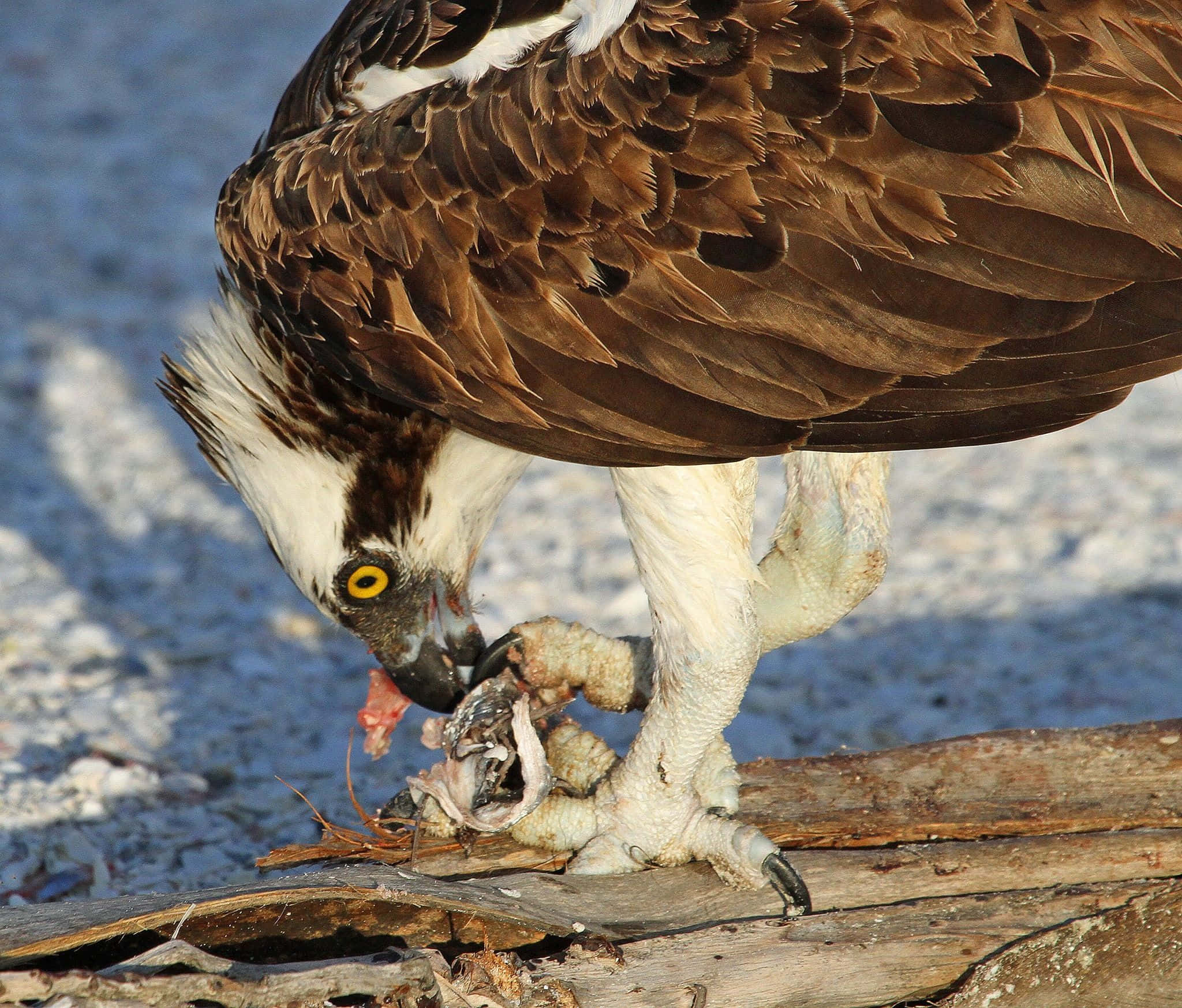 osprey, yellow eyes, brown feathers, Full HD Desktop Wallpaper