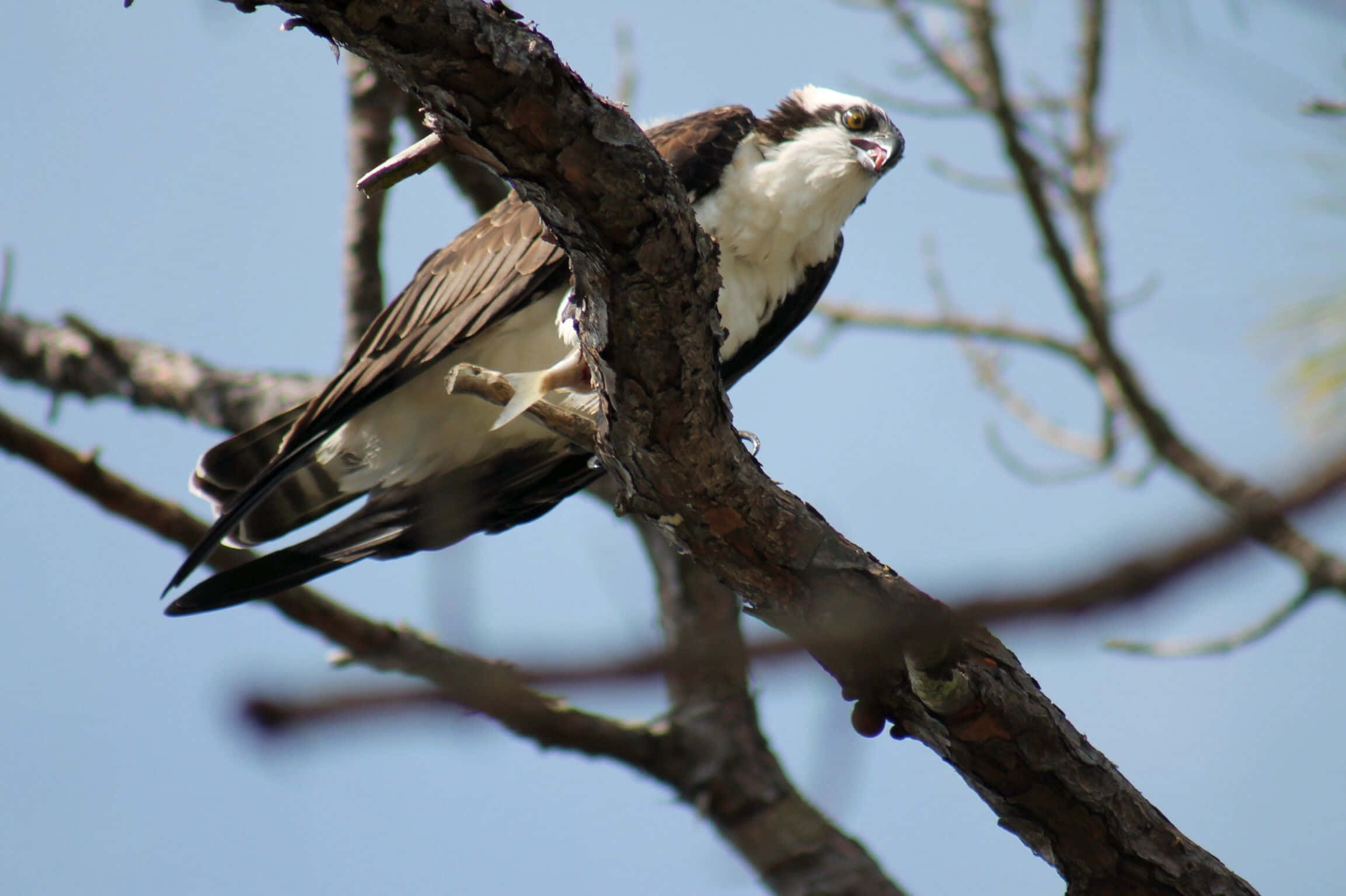 Osprey, tree branch, clear blue sky, Full HD Desktop Wallpaper