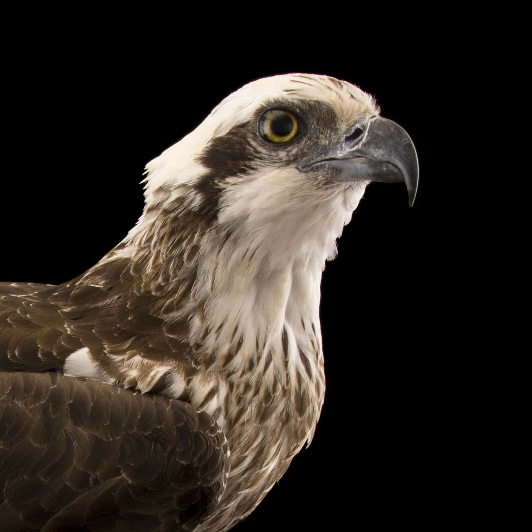 Osprey, black background, yellow eye, HD Desktop Wallpaper