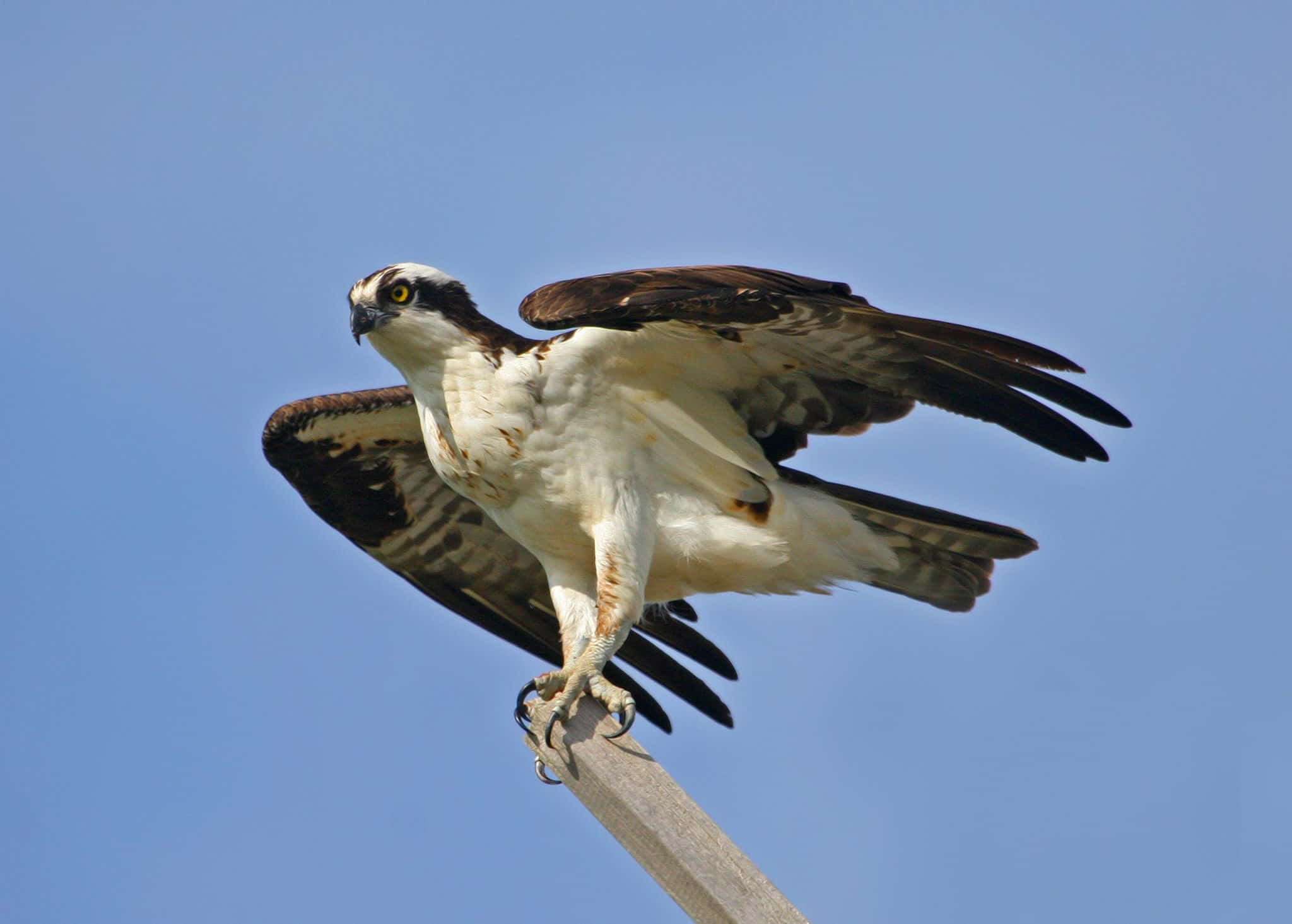 osprey, wooden post, clear blue sky, Full HD Desktop Wallpaper