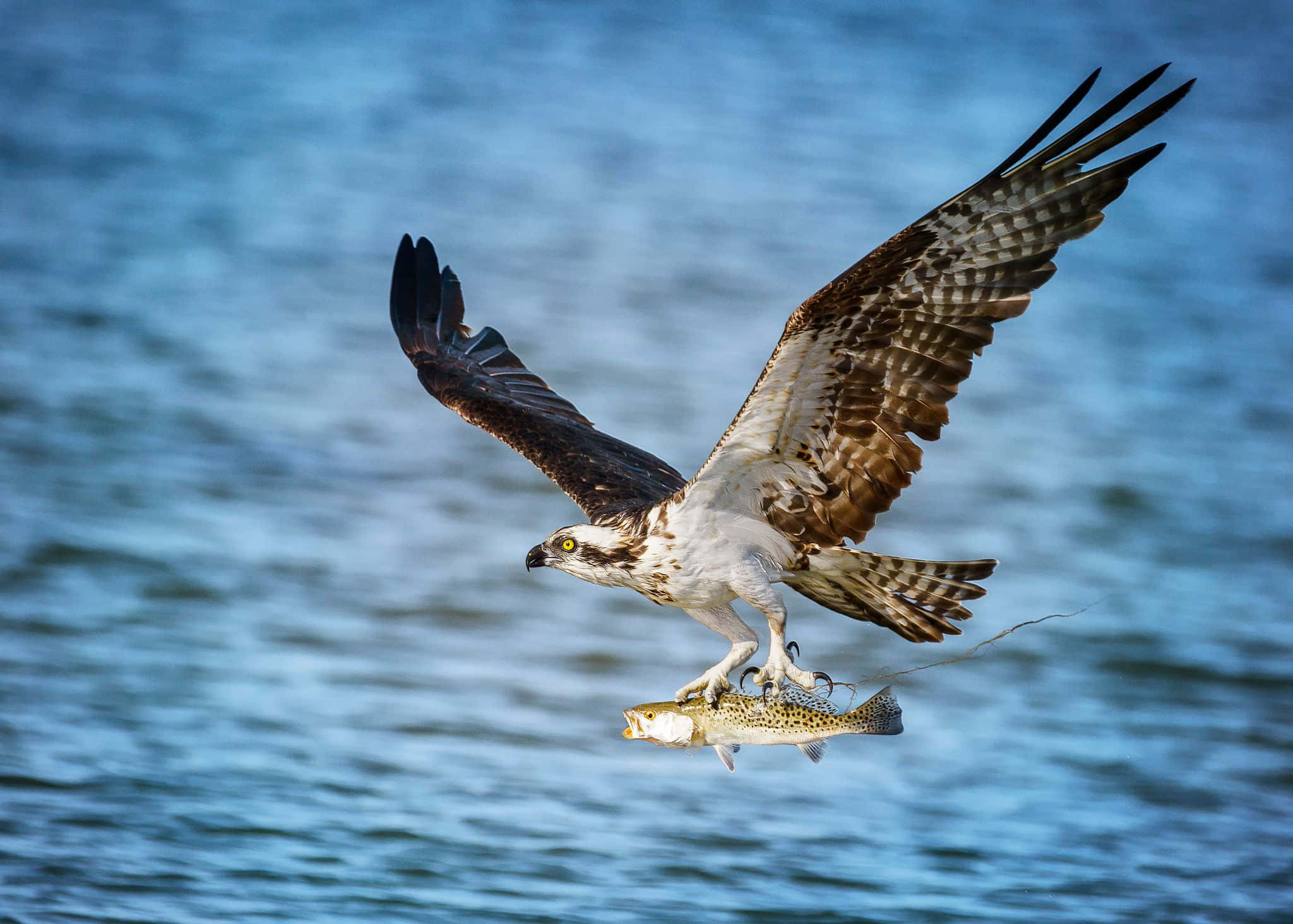 osprey, blue water, fish, Full HD Desktop Wallpaper