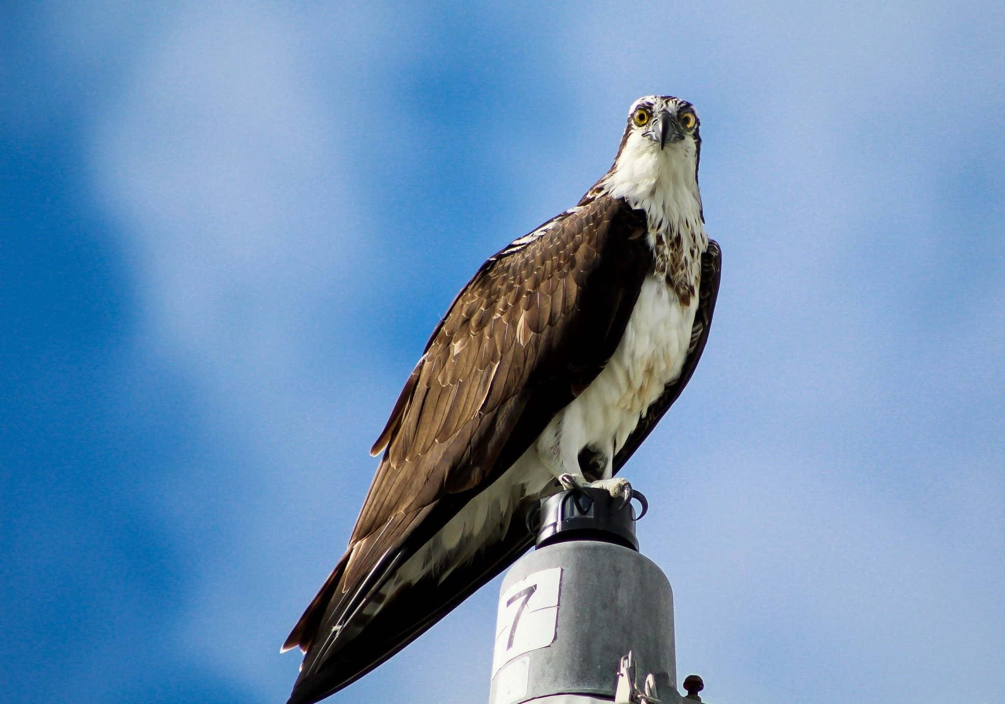 osprey, metal pole, vibrant blue sky, Full HD Desktop Wallpaper