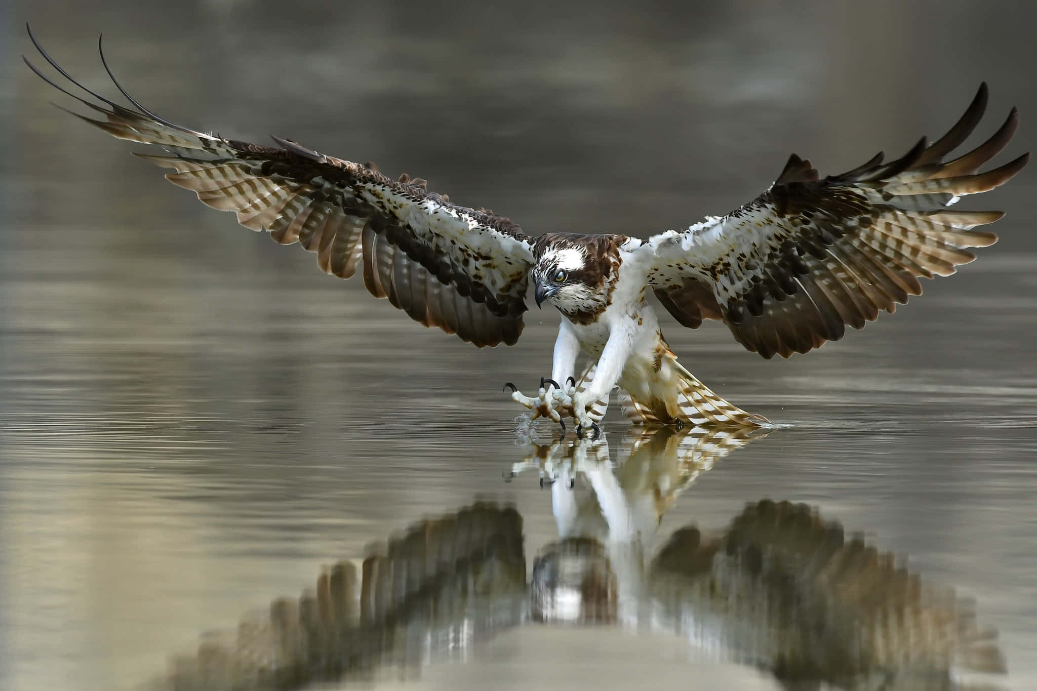 Osprey, water landing, outstretched wings, Full HD Desktop Wallpaper
