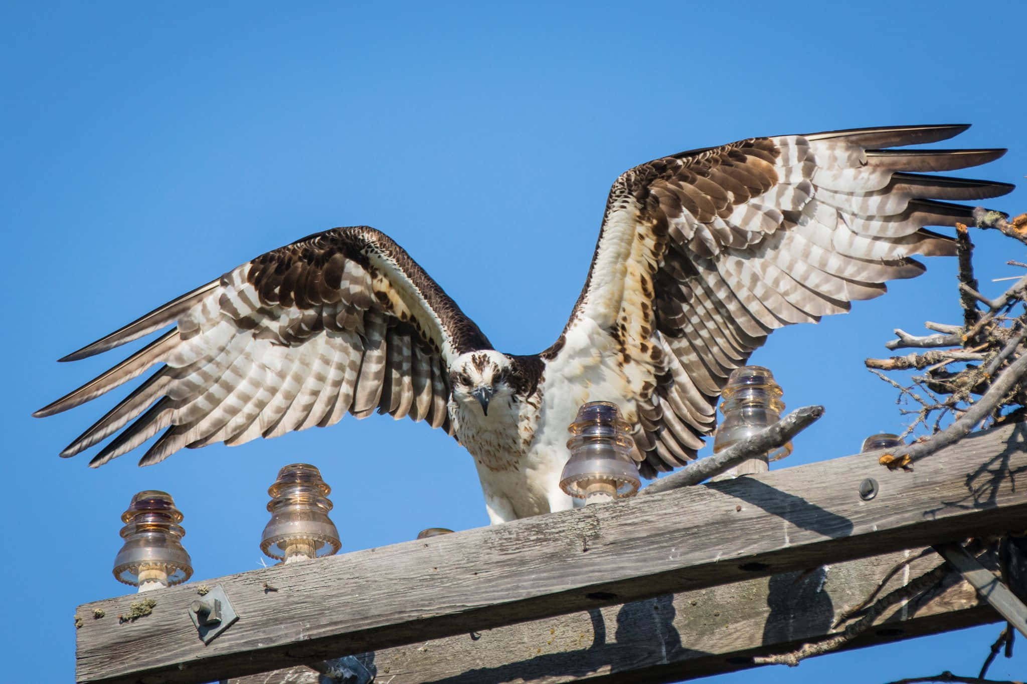 osprey, brown and white wings, weathered wooden utility pole, Full HD Desktop Wallpaper