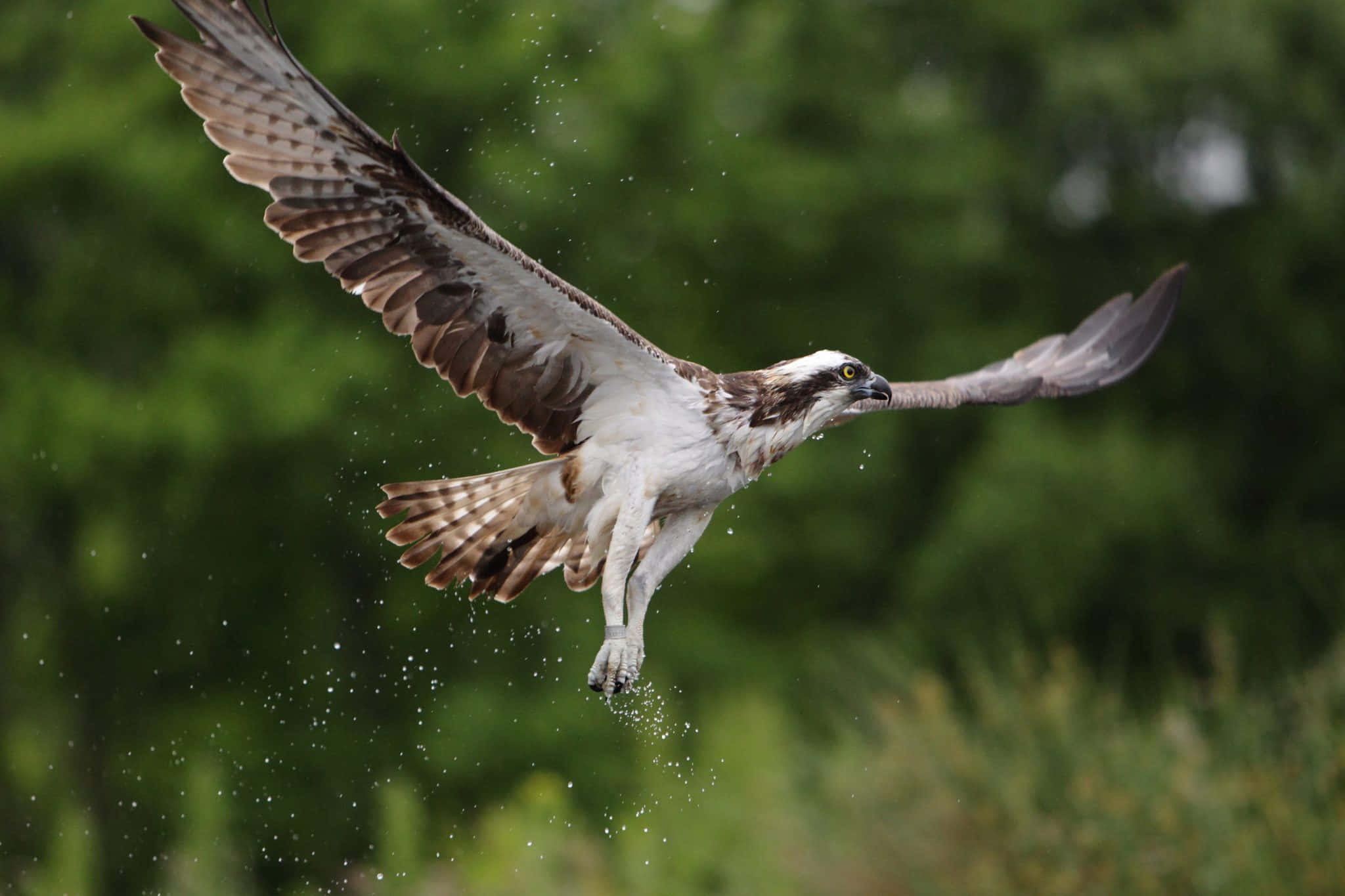 osprey, water droplets, wings spread wide, Full HD Desktop Wallpaper