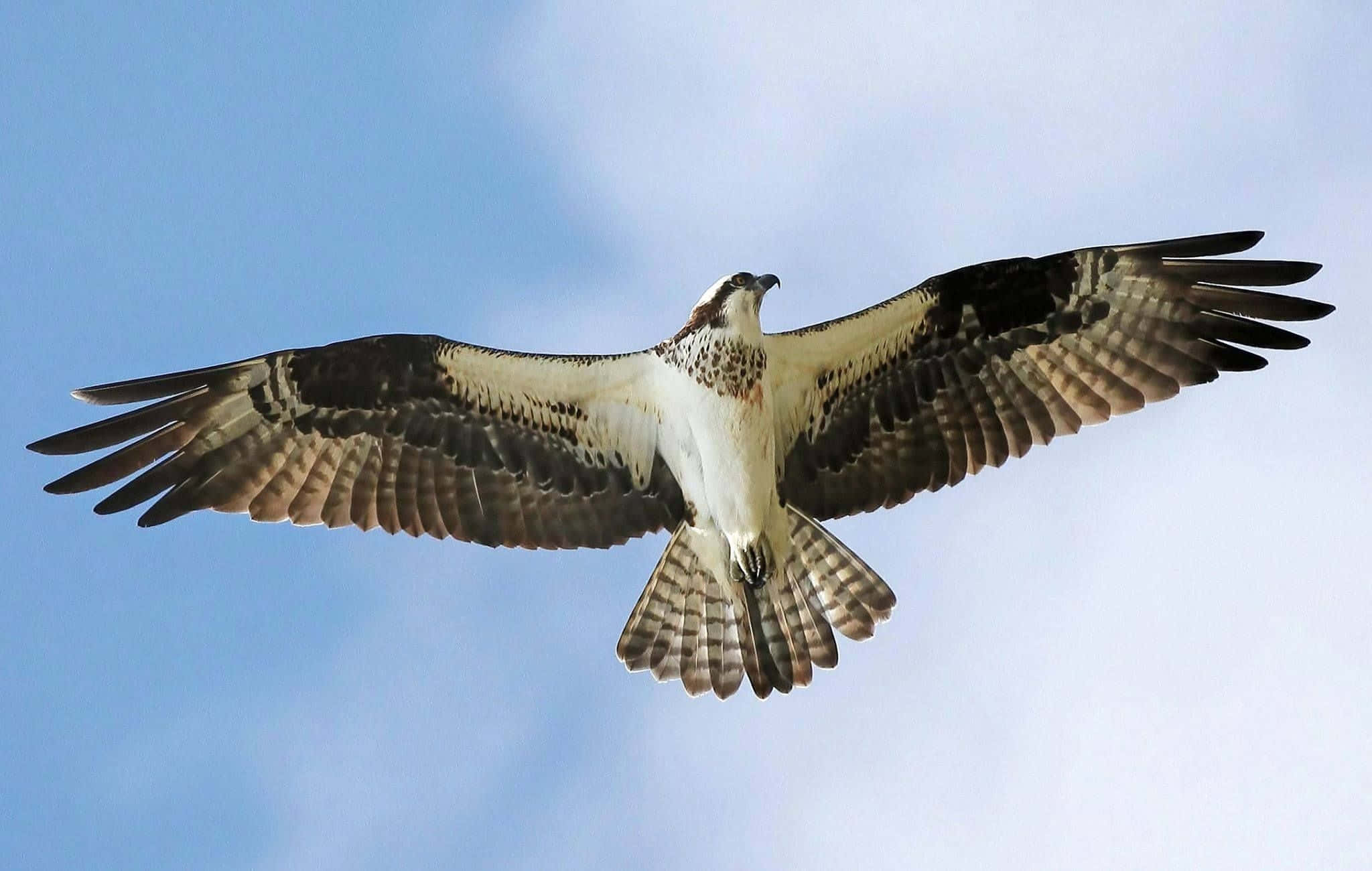 osprey, clear blue sky, soft white clouds, Full HD Desktop Wallpaper