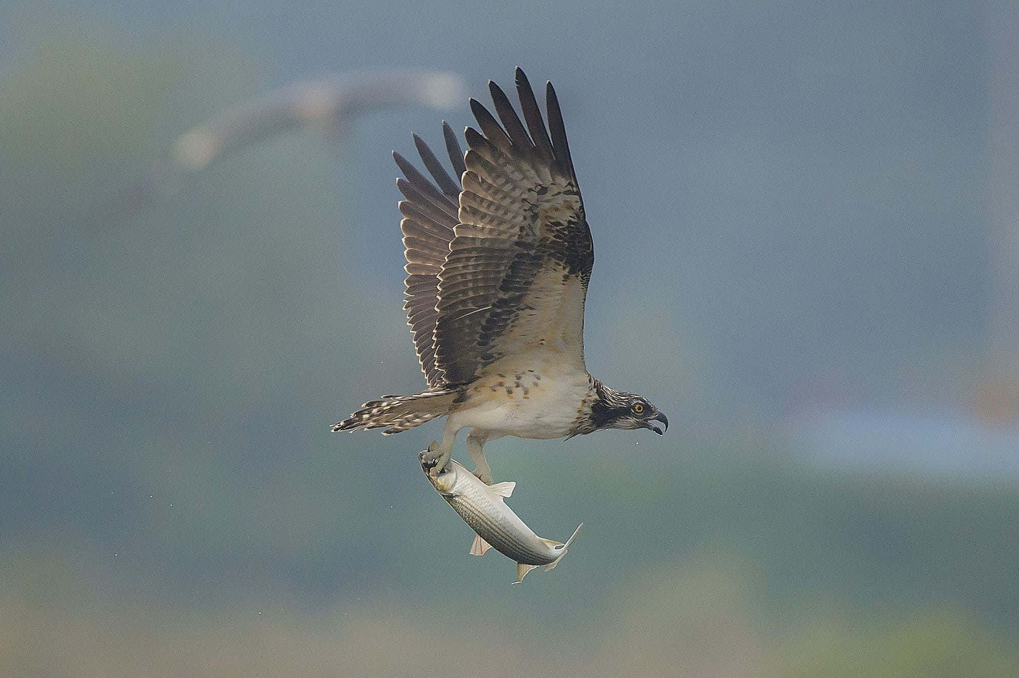 osprey, catching fish in flight, silvery fish, Full HD Desktop Wallpaper