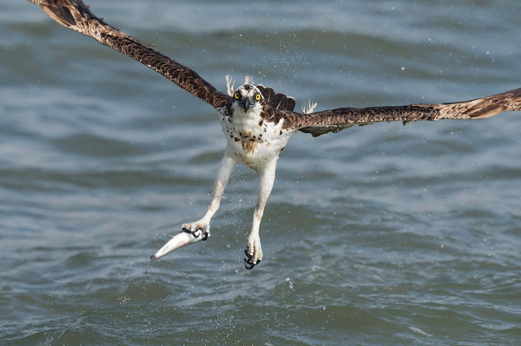 osprey, in flight, with catch, Full HD Desktop Wallpaper