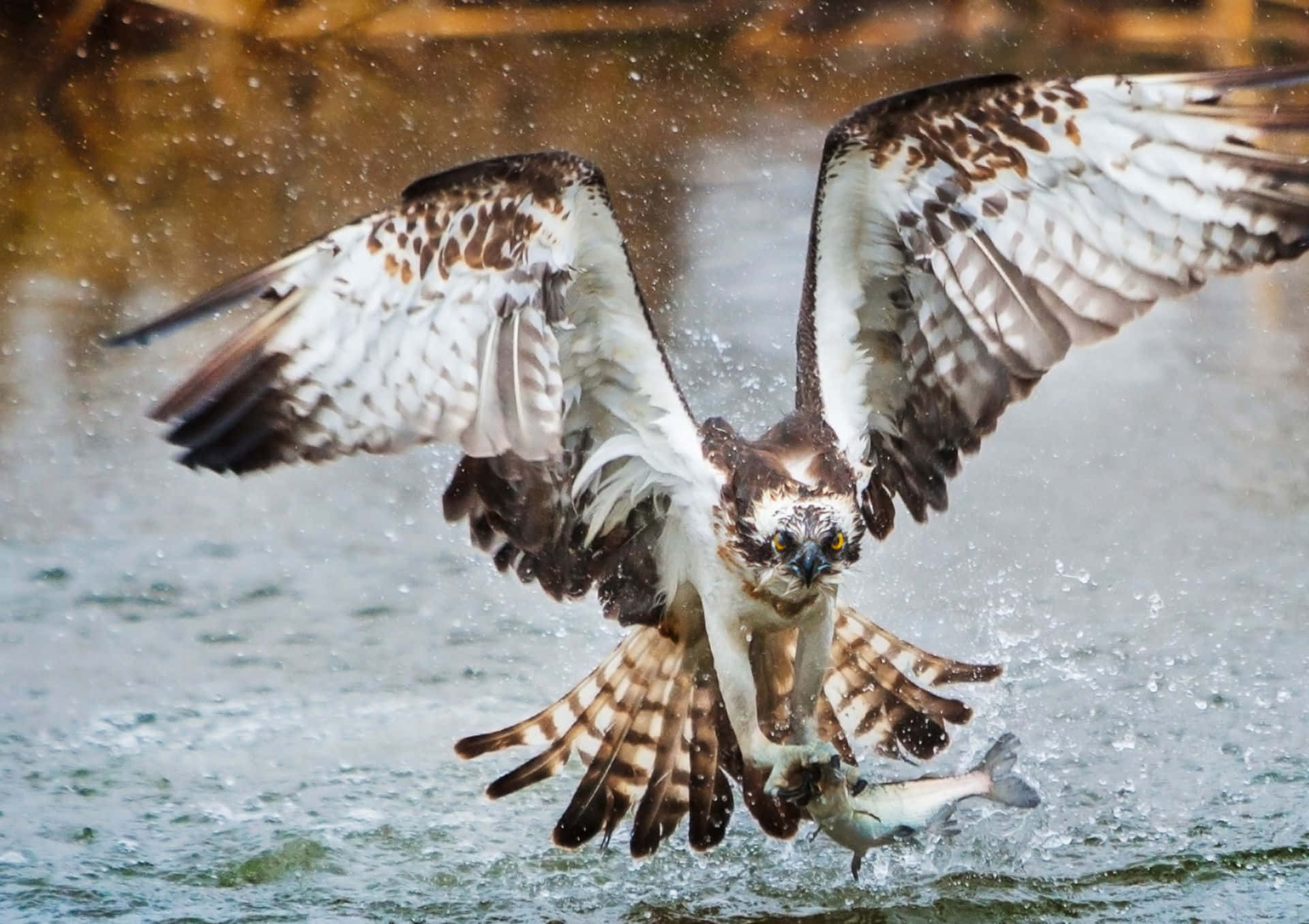 osprey, catching fish in flight, plunges into water, Full HD Desktop Wallpaper