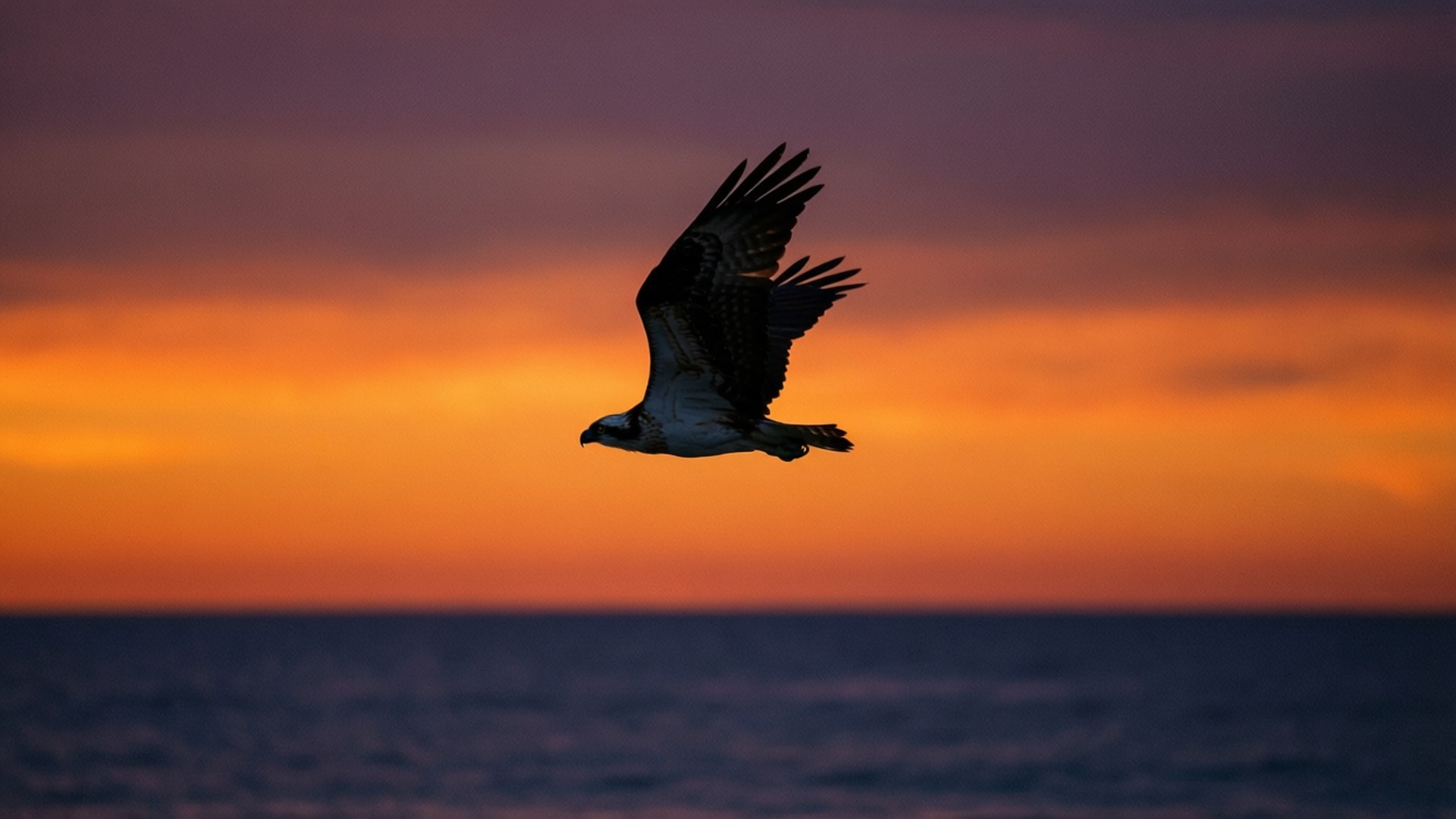 Osprey, sunset, silhouette, Full HD Desktop Wallpaper