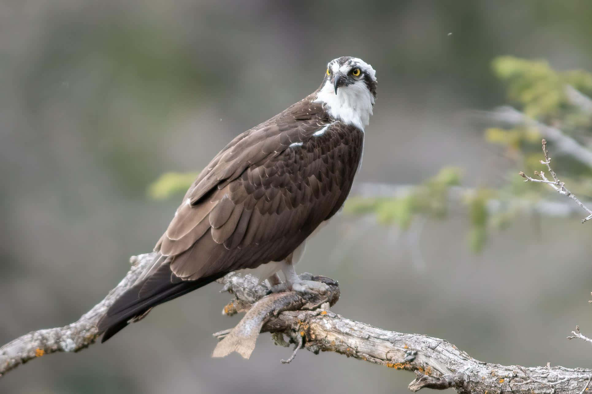 osprey, gnarled branch, fish, Full HD Desktop Wallpaper