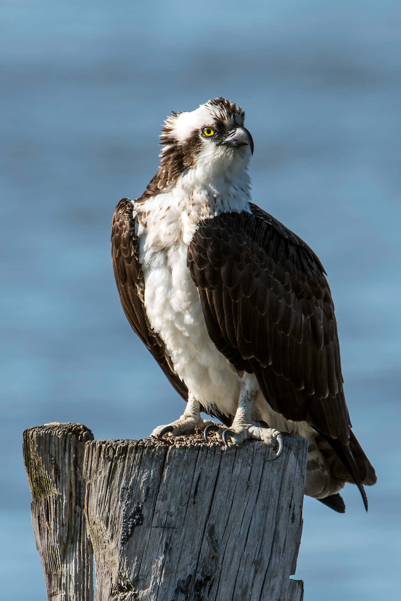 osprey, weathered wooden post, soft blue water backdrop, HD Phone Wallpaper