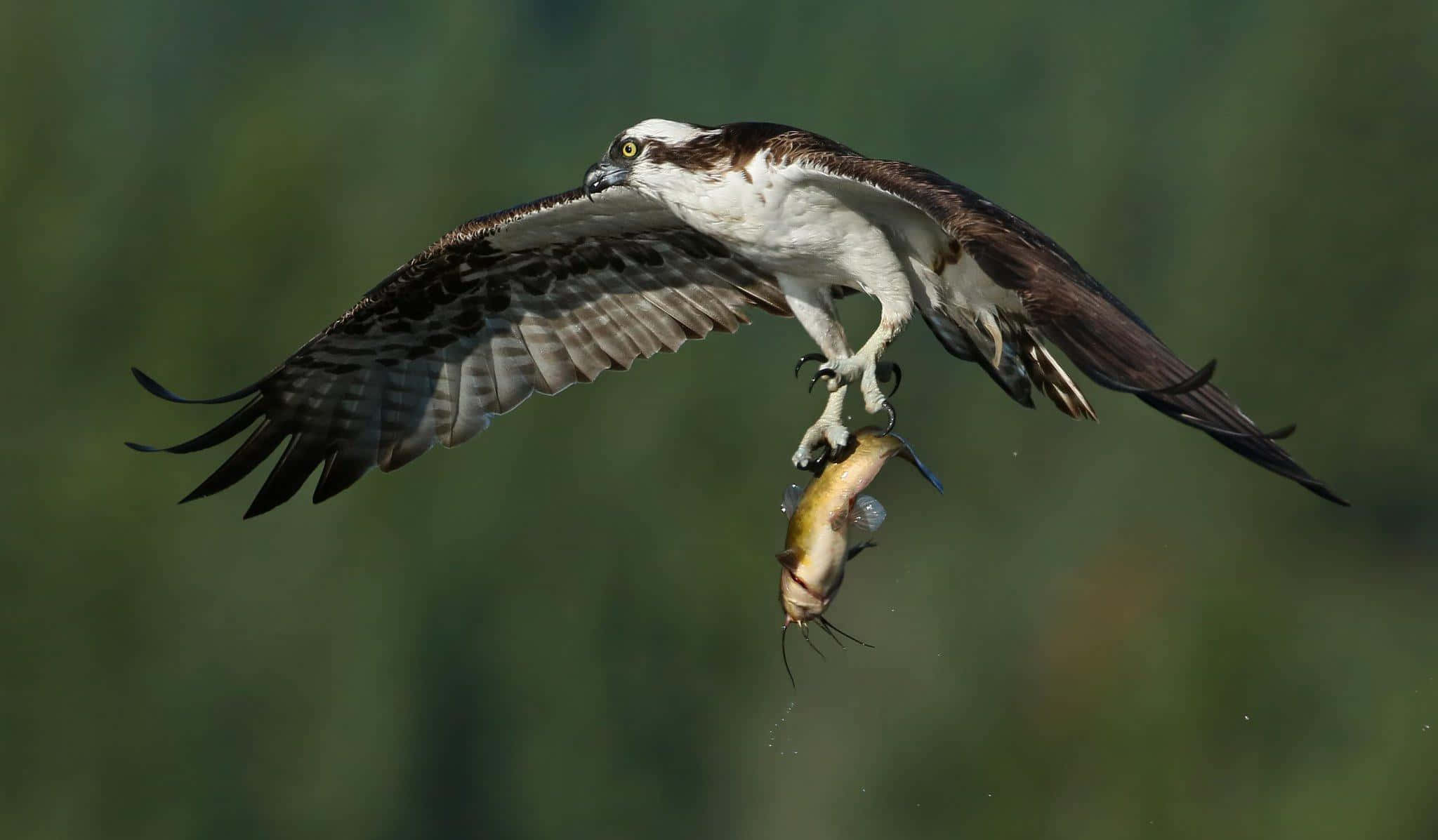 osprey, catching fish in flight, outstretched wings, Full HD Desktop Wallpaper